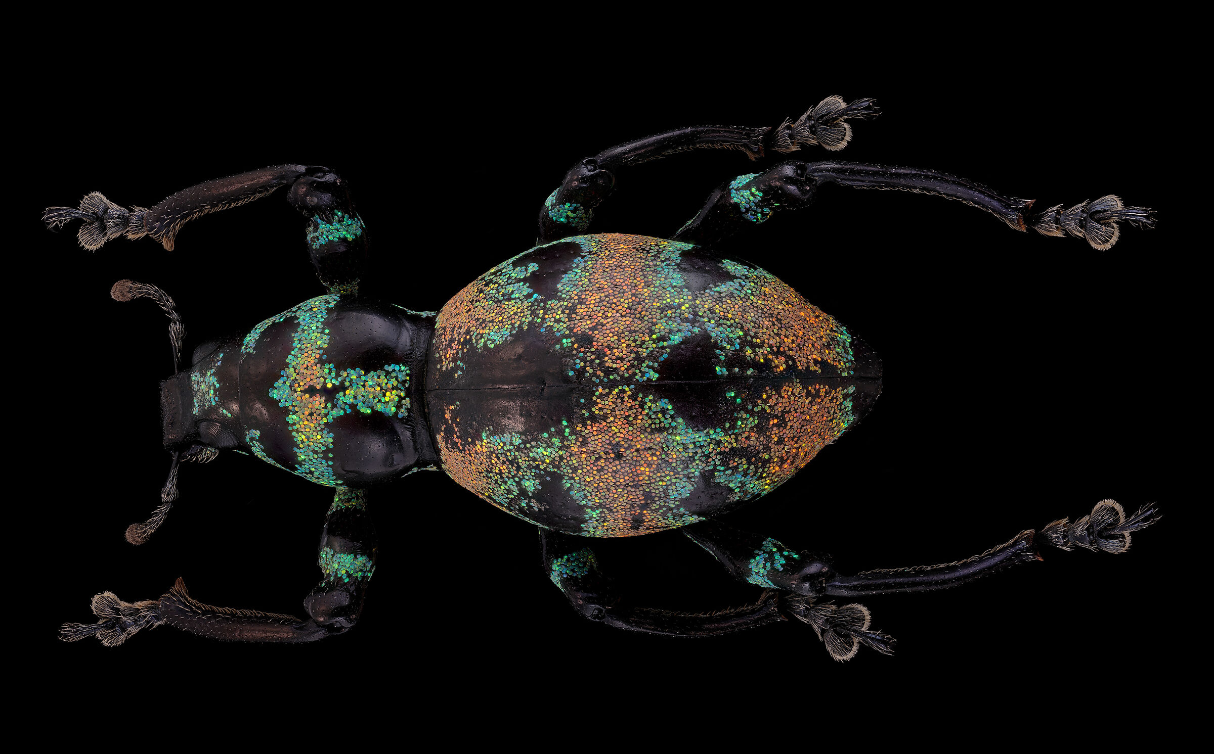 Orbifer Pachyrhynchus