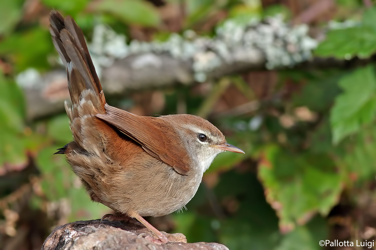 River Nightingale (Cettia Cettia)