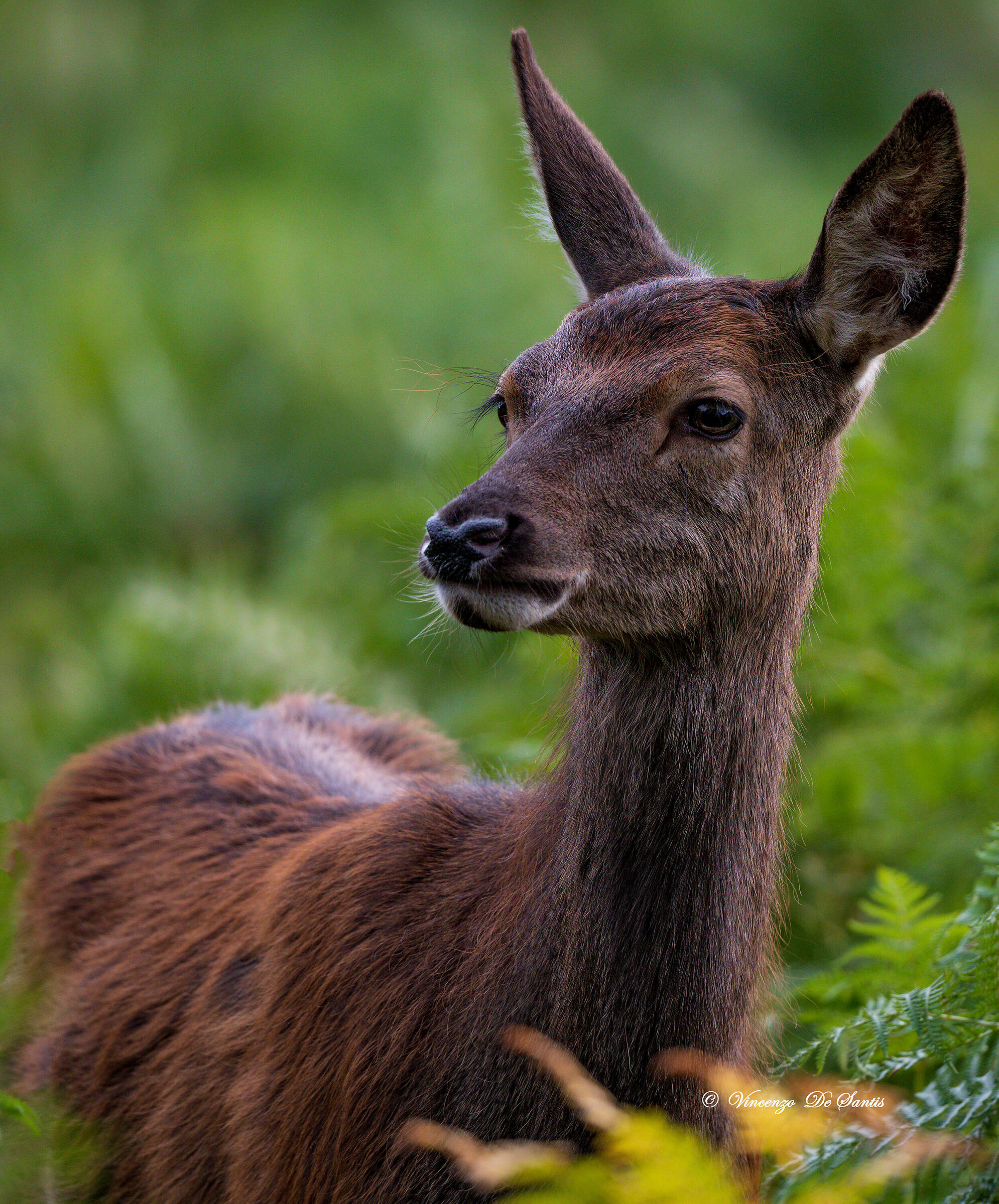 young red deer