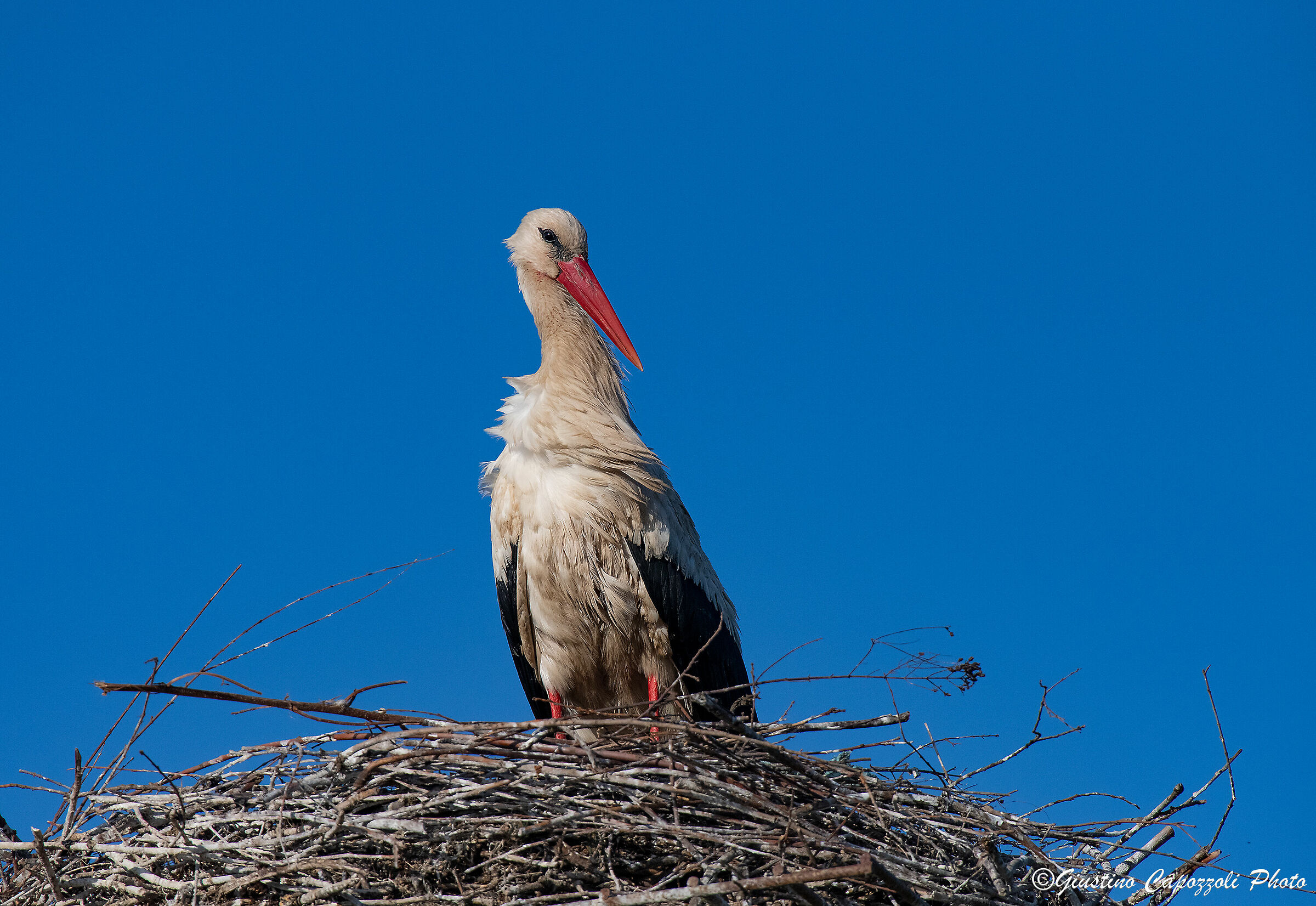 The Stork