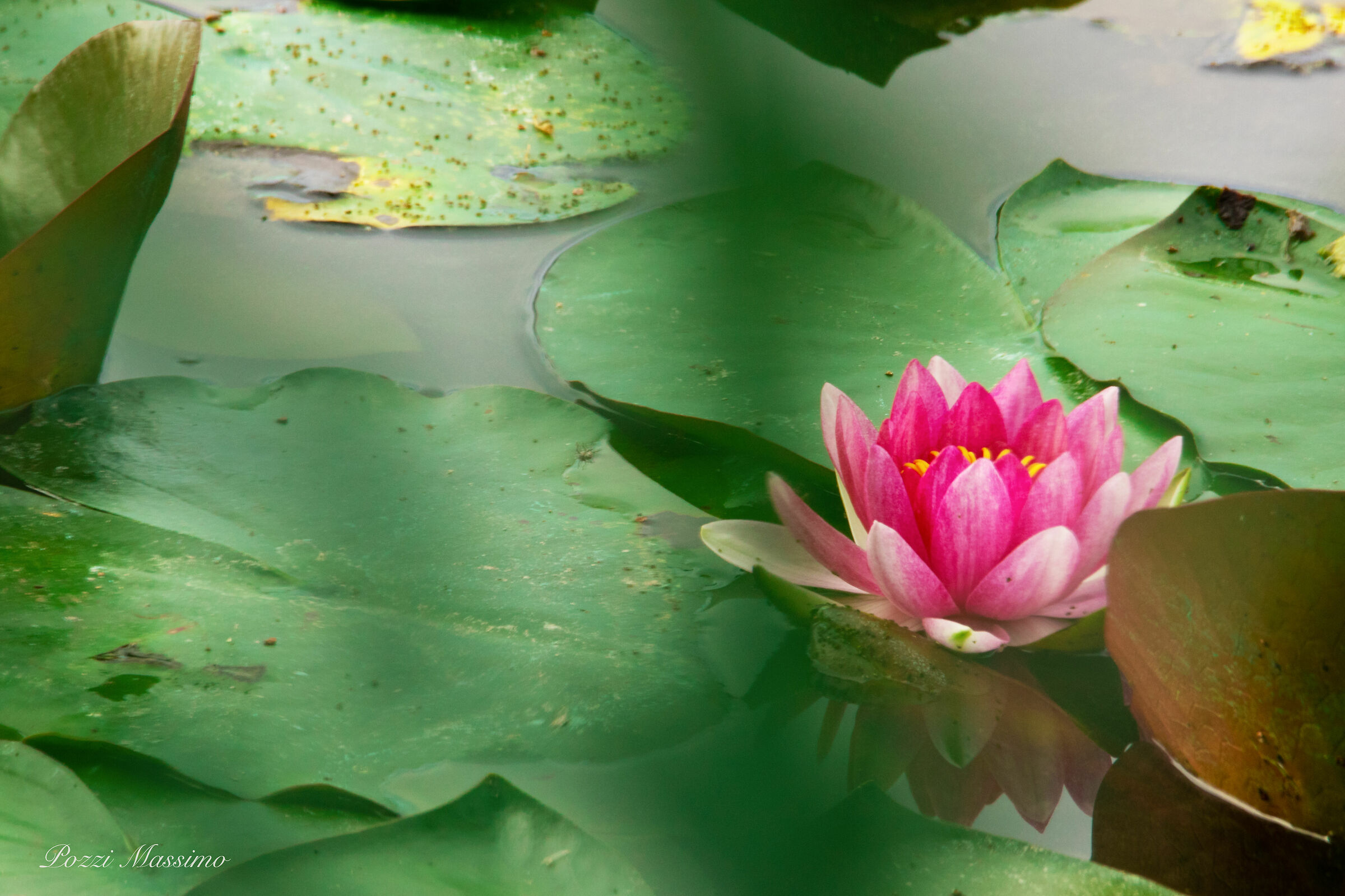 sweet lotus flower