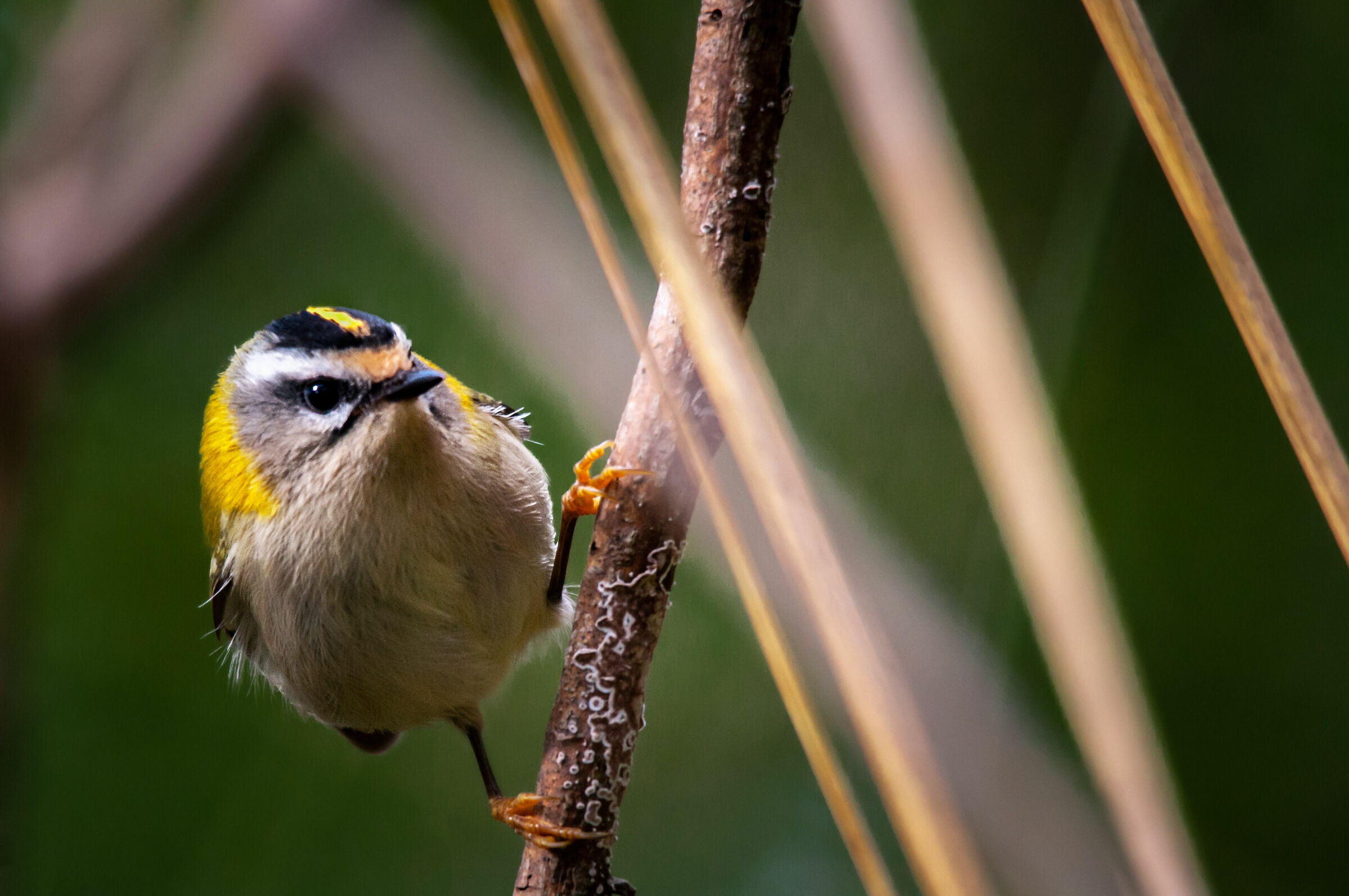 Regulus ignicapilla (Fiorrancino)
