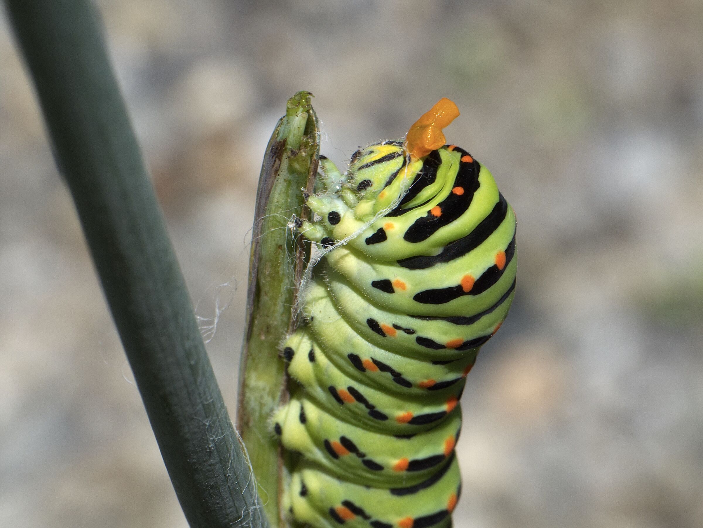 Eye... I'm poisonous