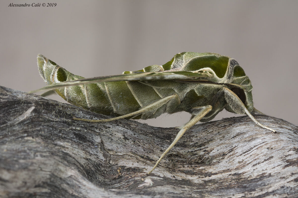 Daphnis nerii (Oleander Sphinx) 5105