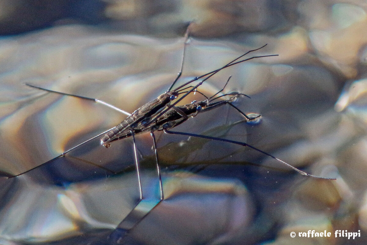 Gerrids mating on water