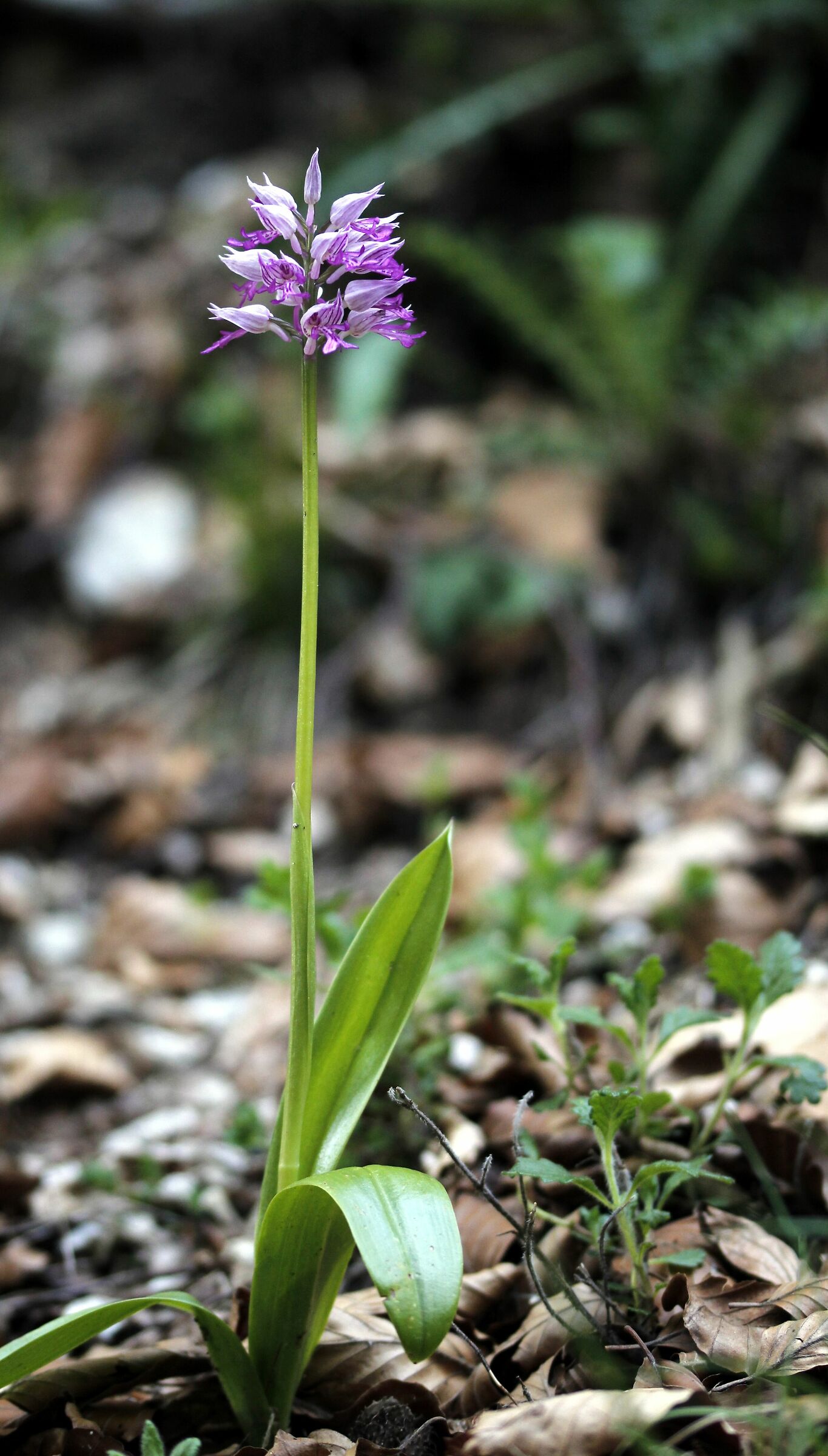 Orchis militaris