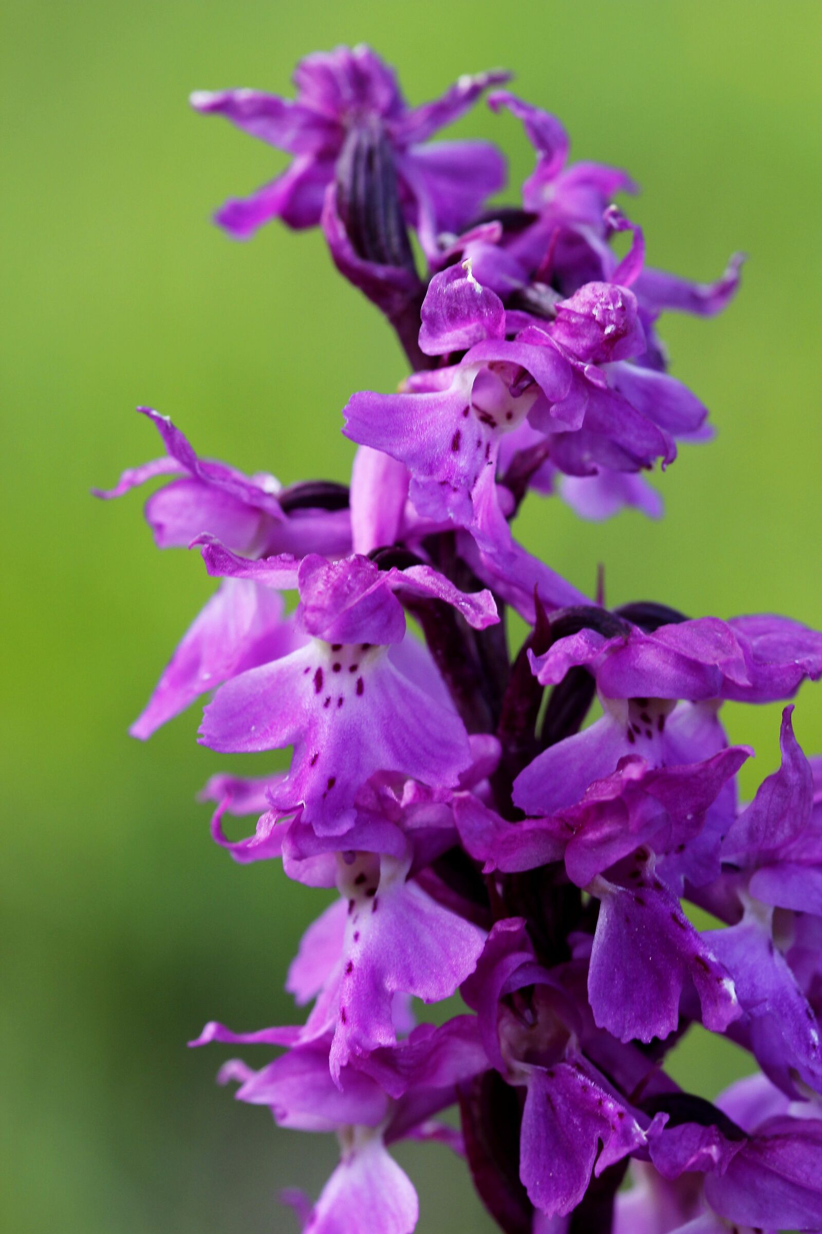 Orchis mascula