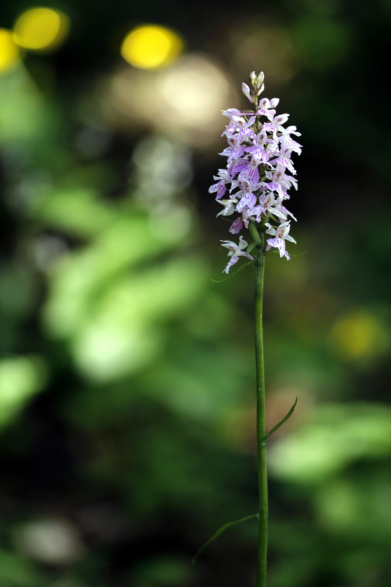 Dactylorhiza maculata