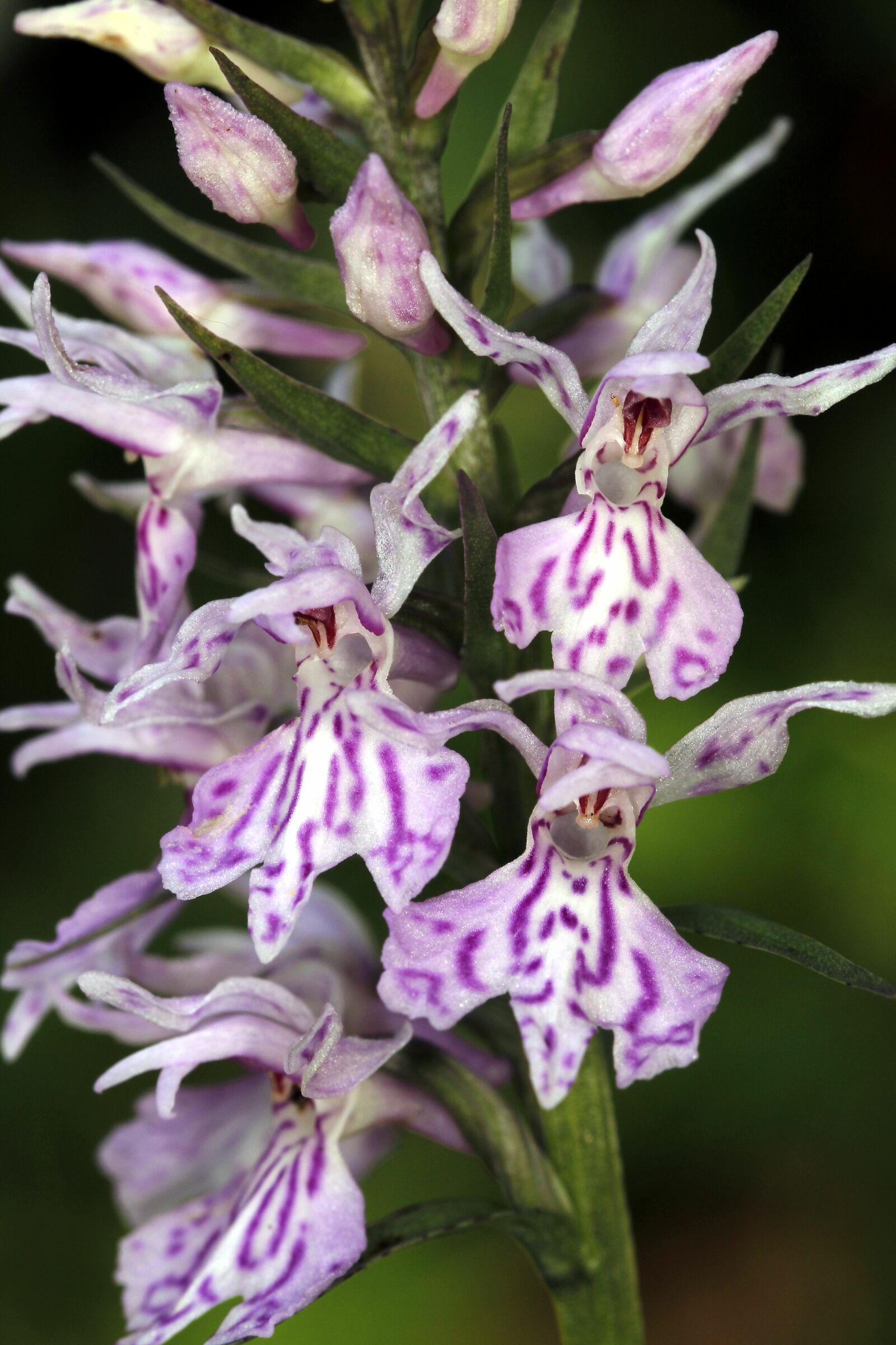 Dactyloriza maculata