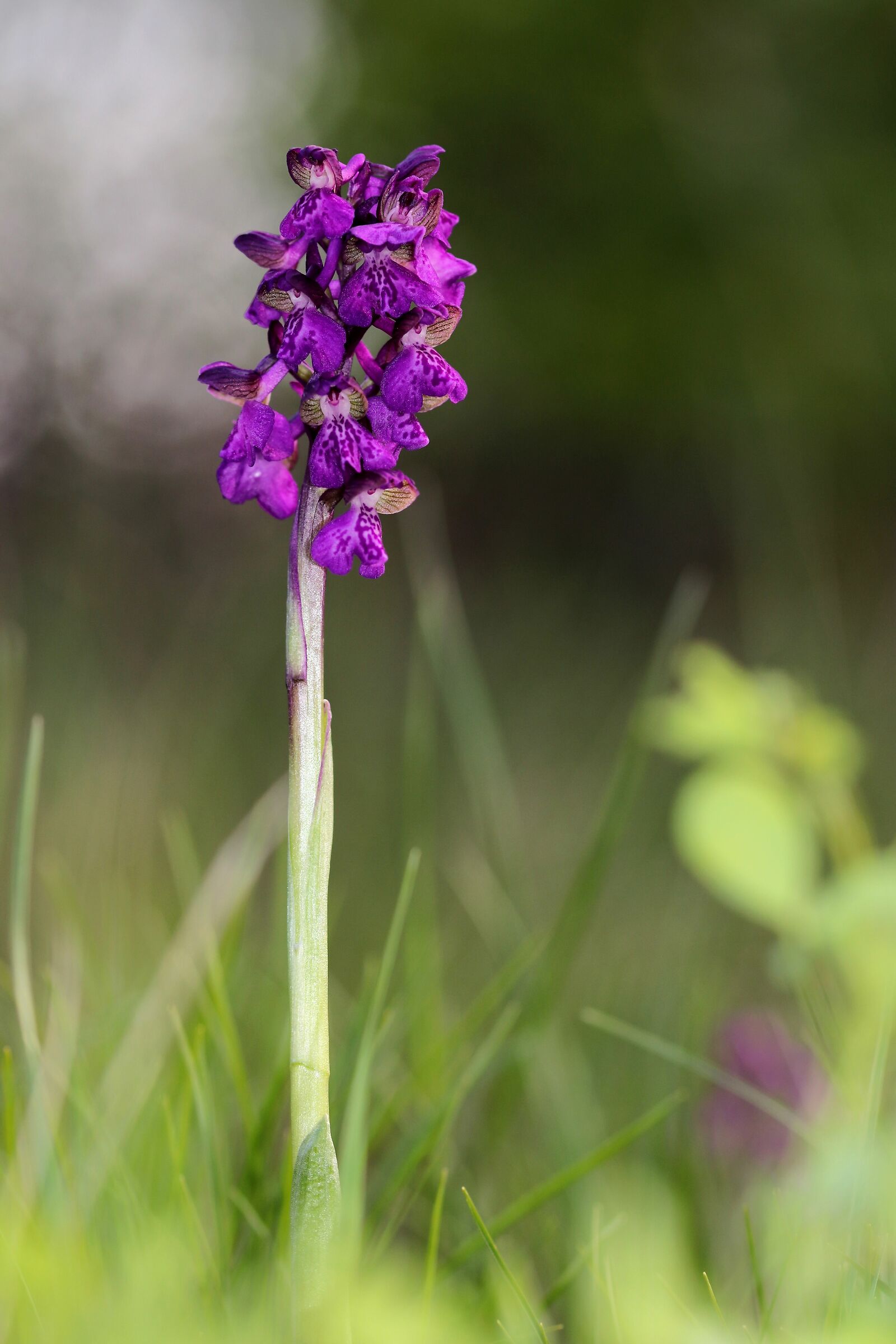 Anacamptis morio