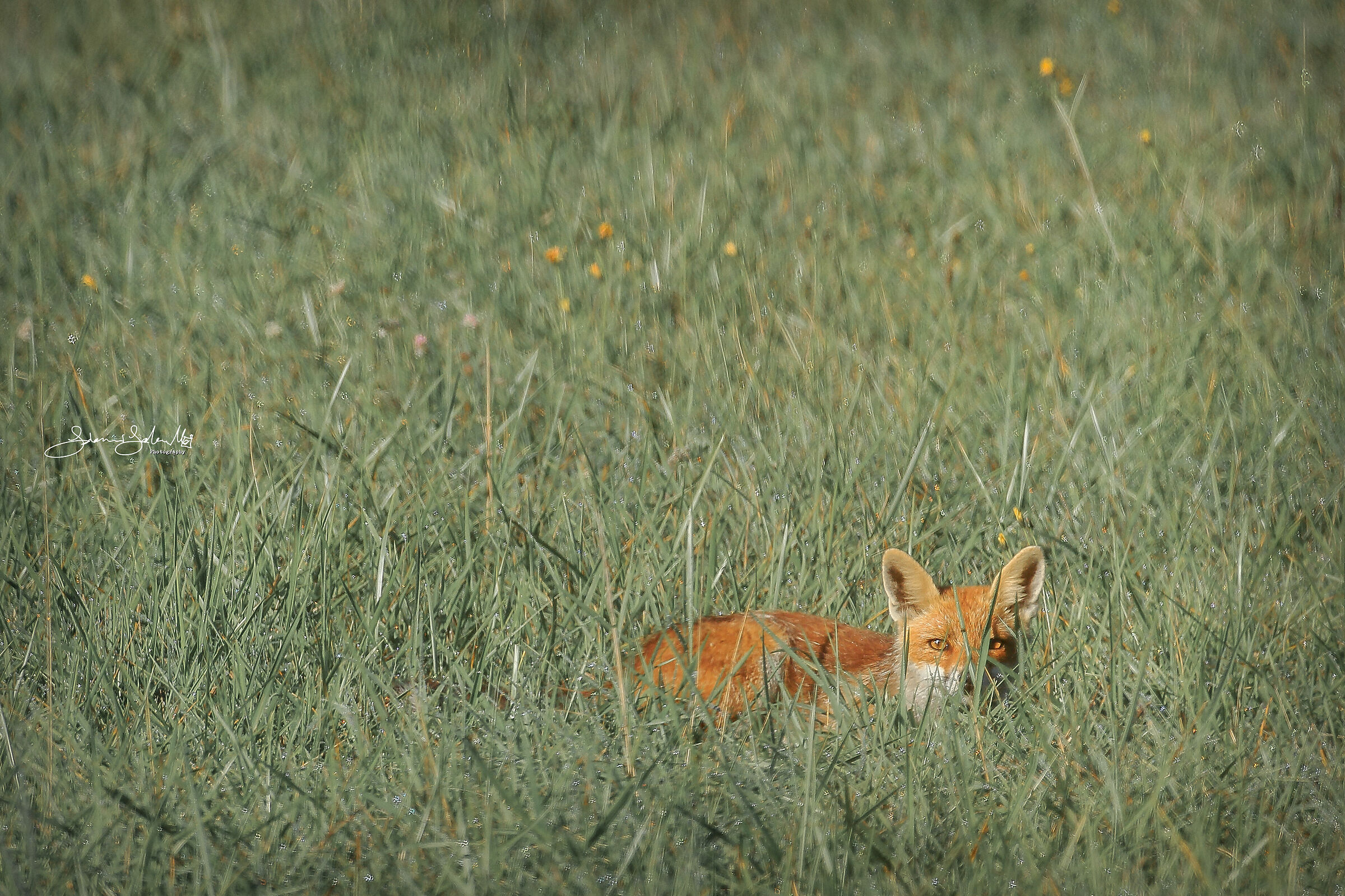 I see you (Vulpes vulpes, Linnaeus, 1758)