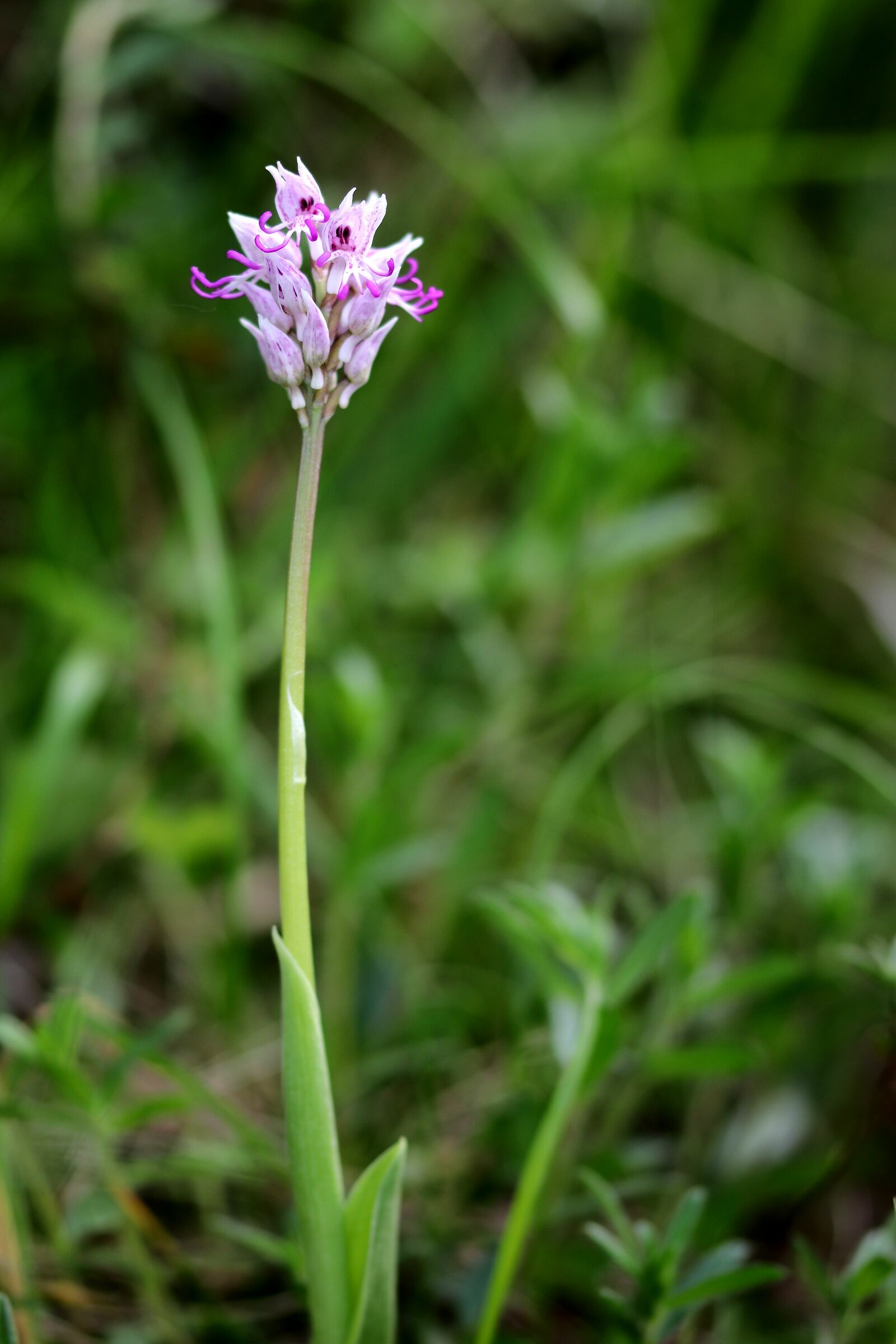 Orchis simia