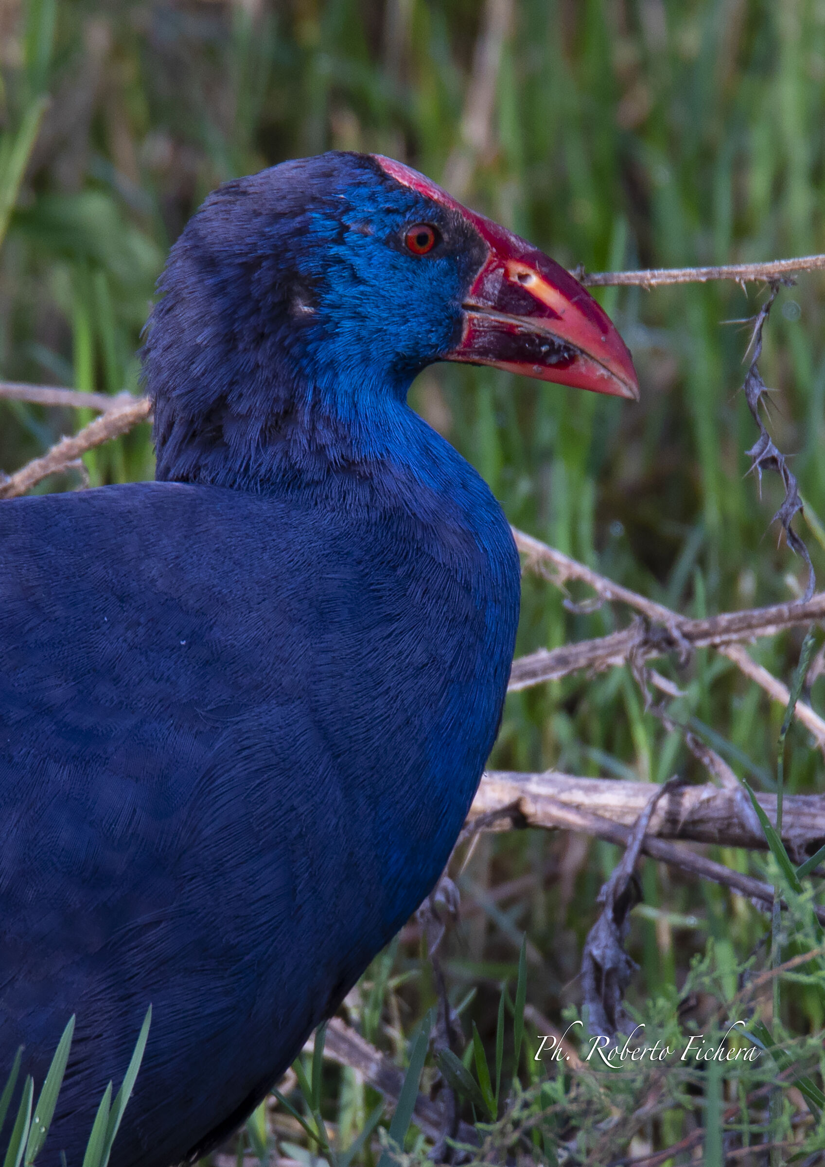 pollo sultano