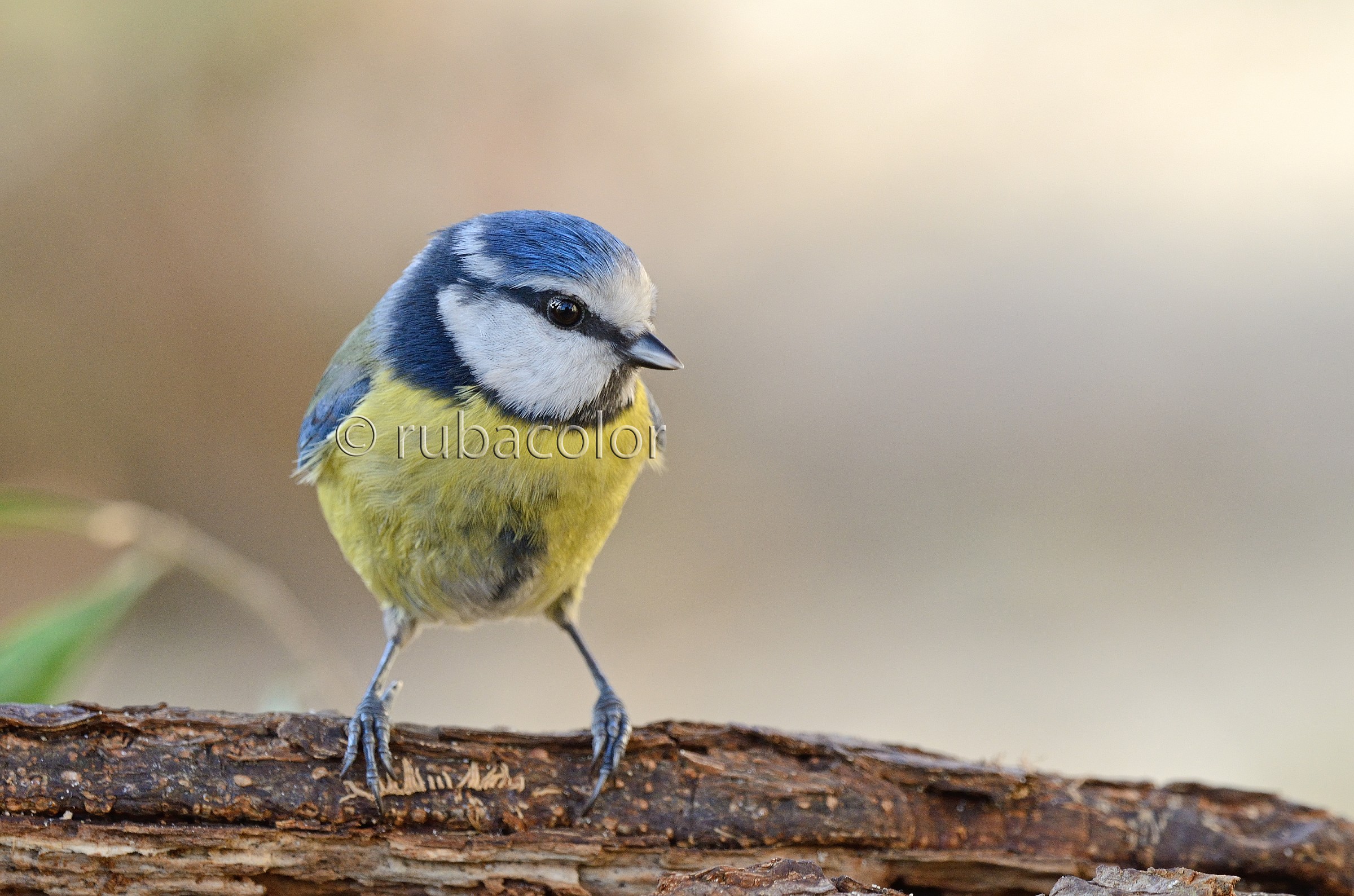 Un gioiello in giardino