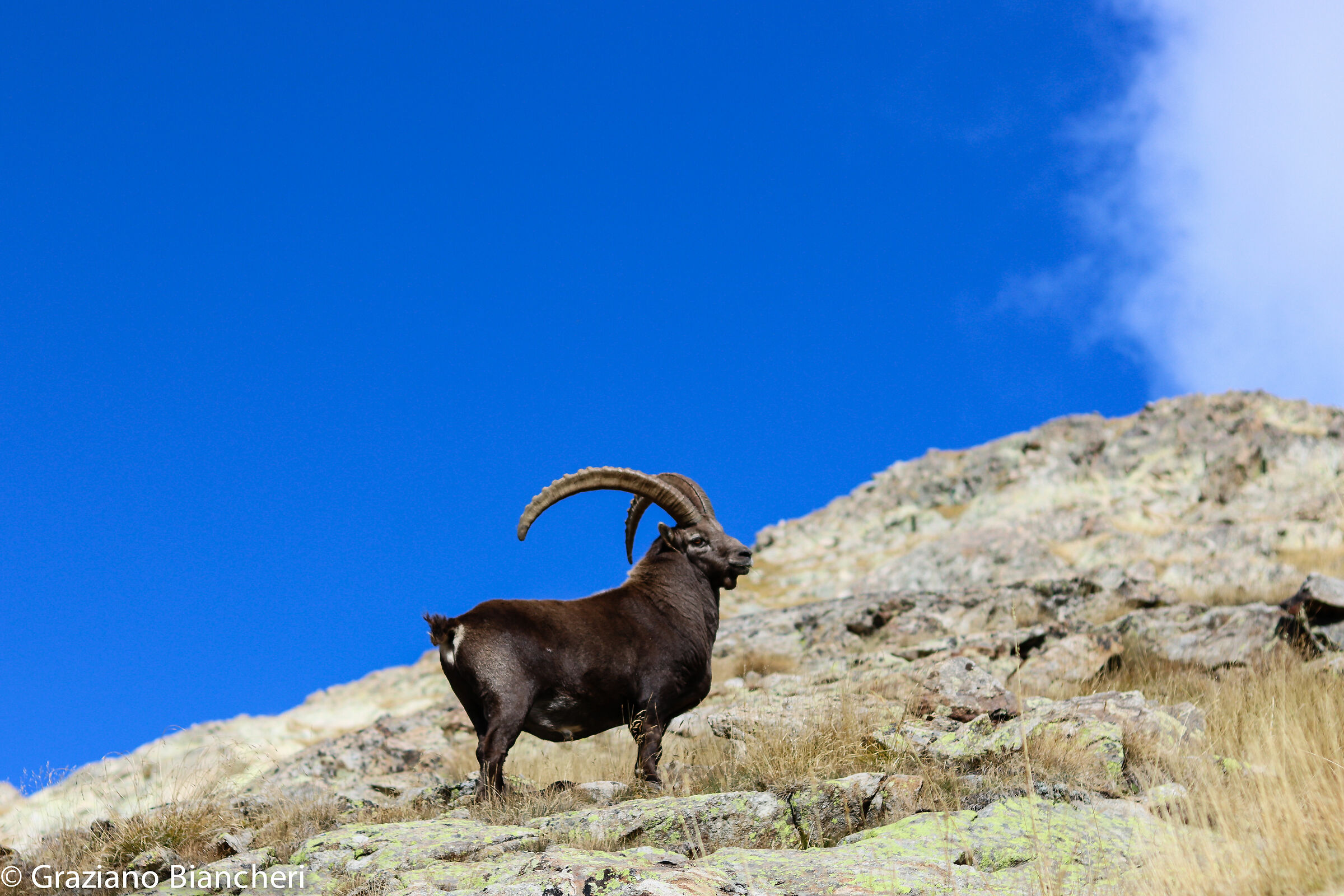 Ibex
