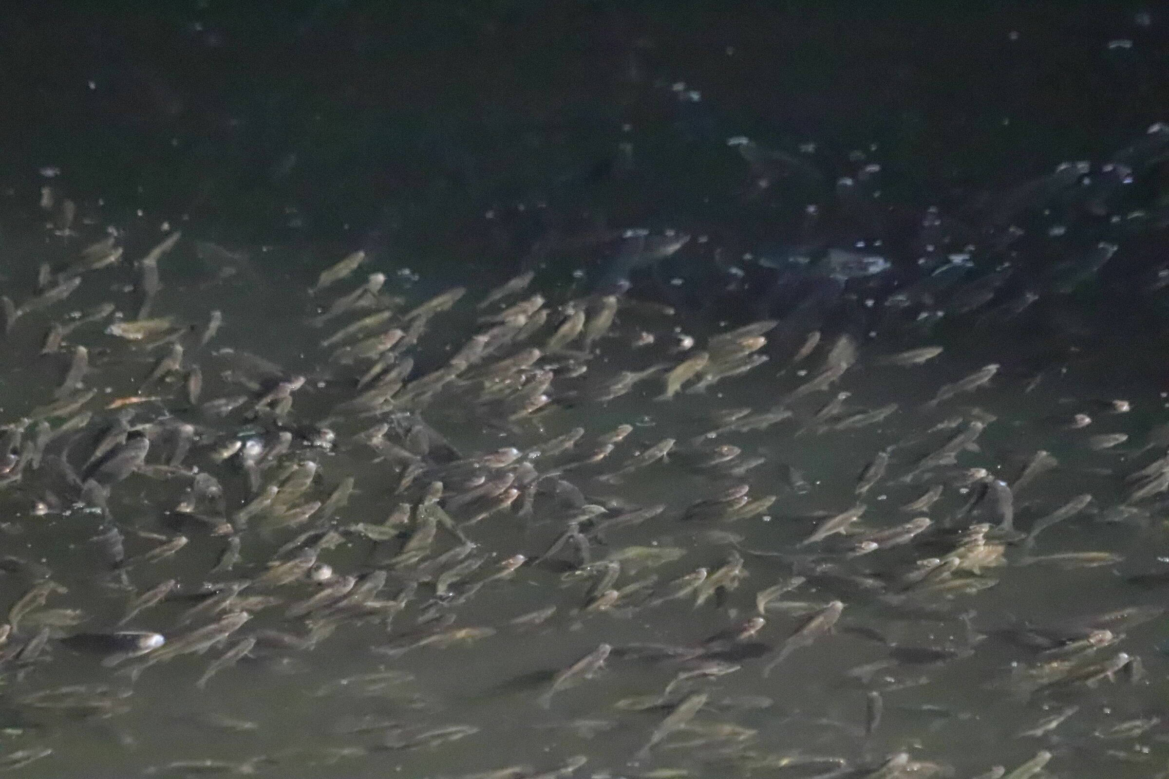 (agonia)senza controllo!!