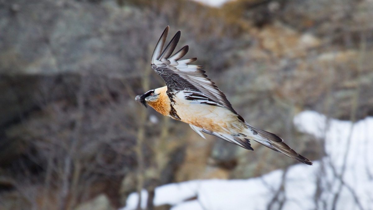 bearded vulture