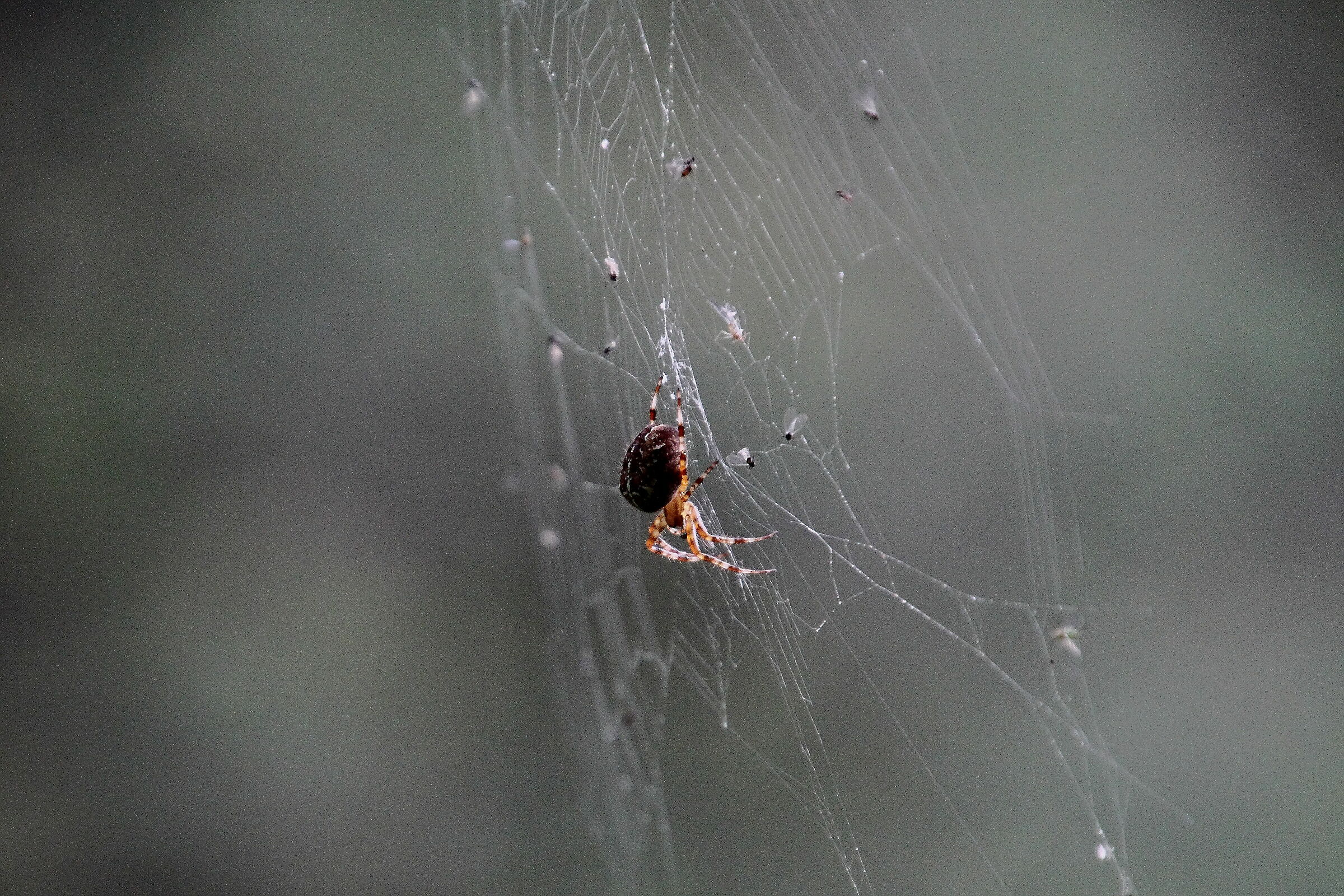 The spider. and his trap.