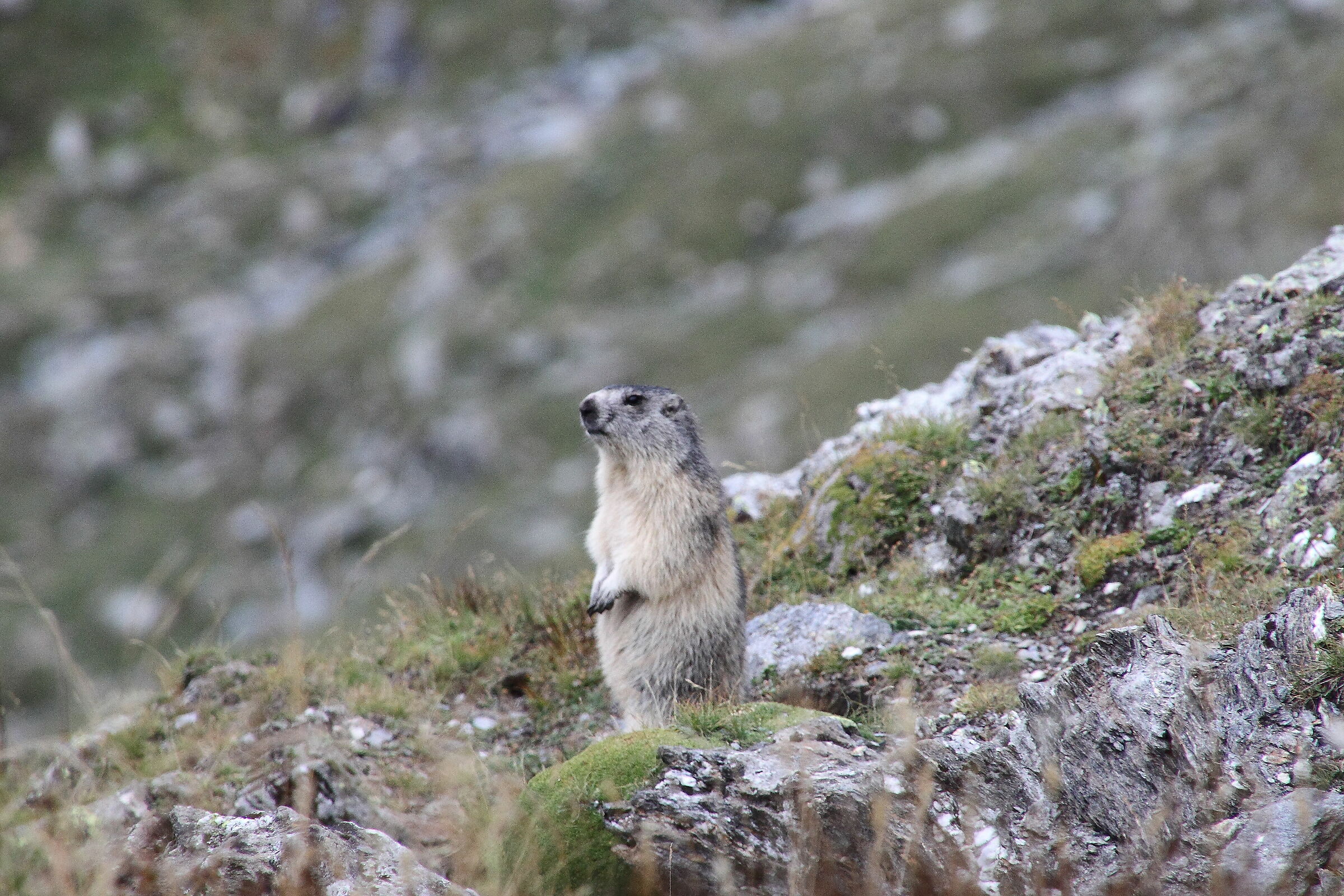 Marmot