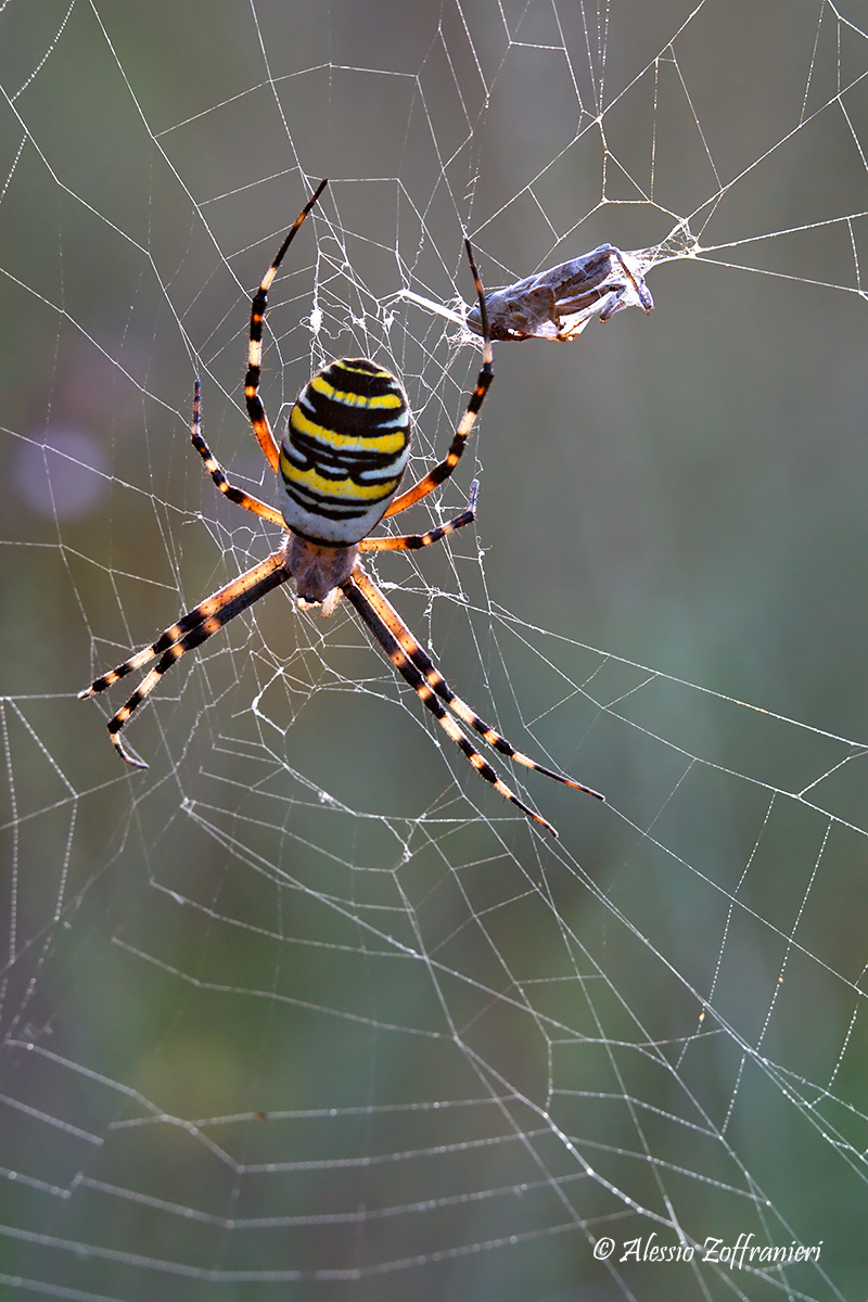 Argiope Bruennichi