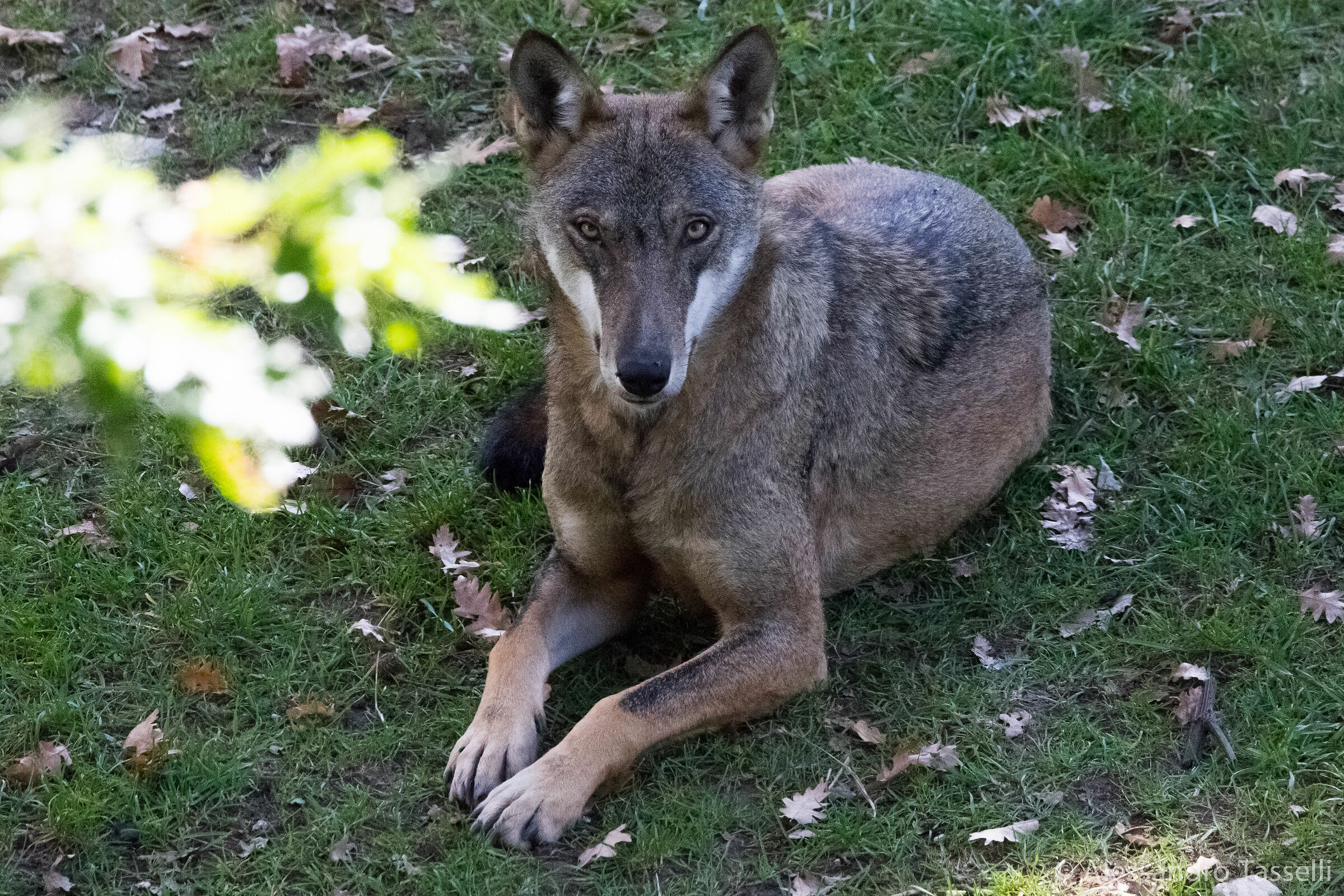 A me gli occhi please...