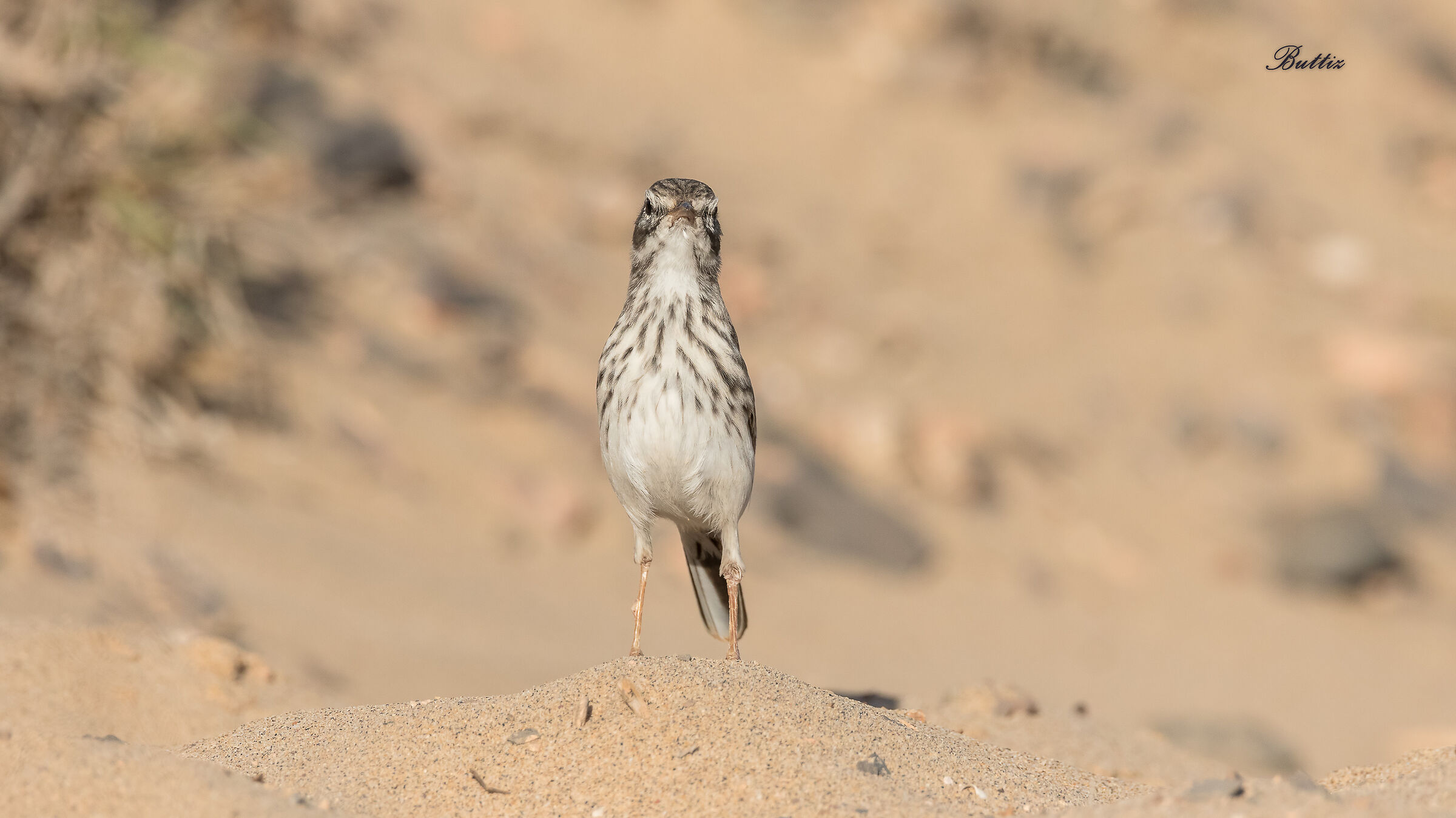 Pispola di Berthelot 1