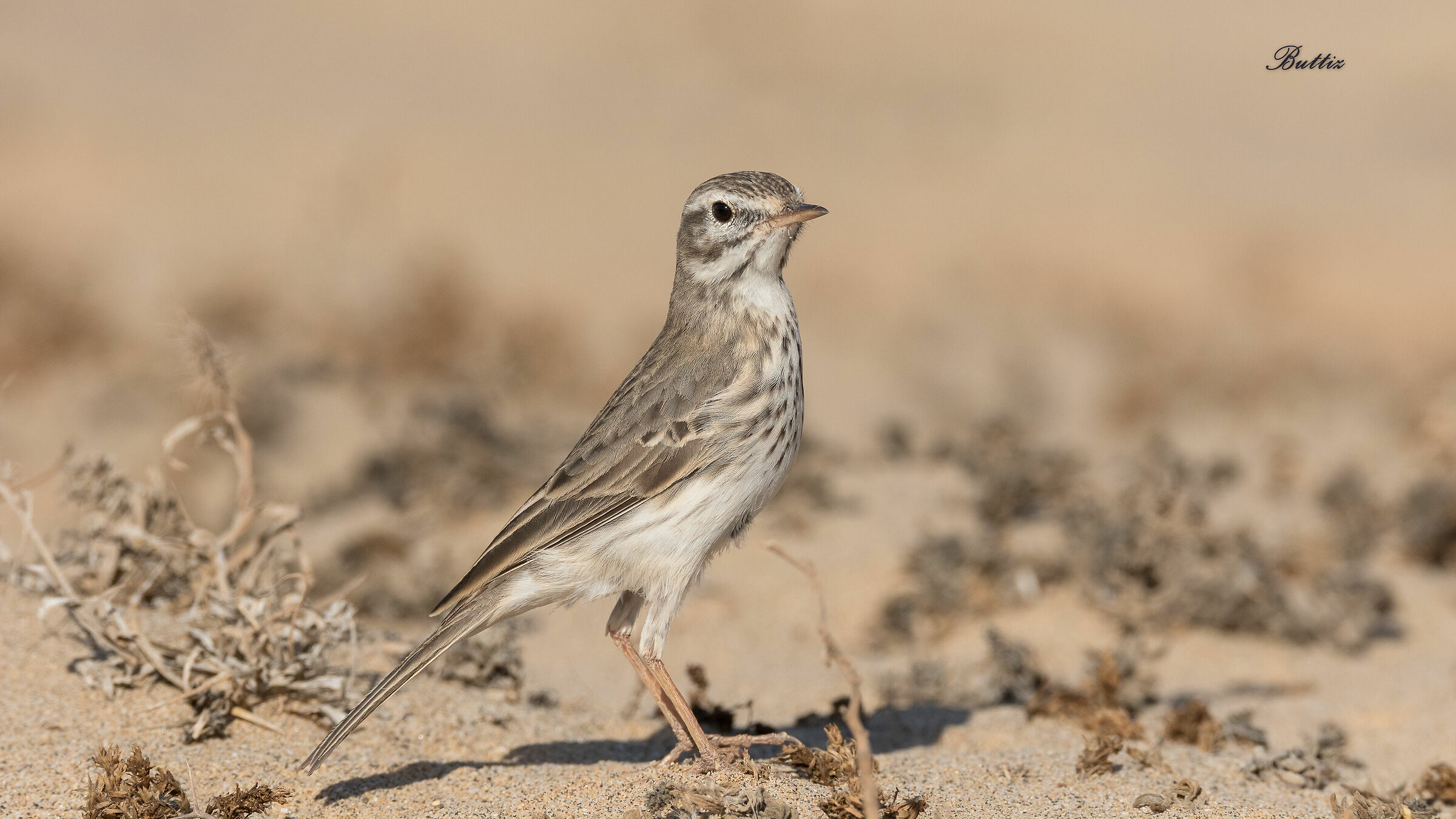 Pispola di Berthelot 3