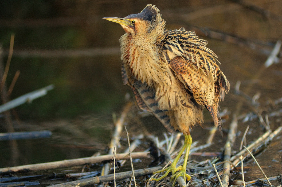 Bittern ruffled ....