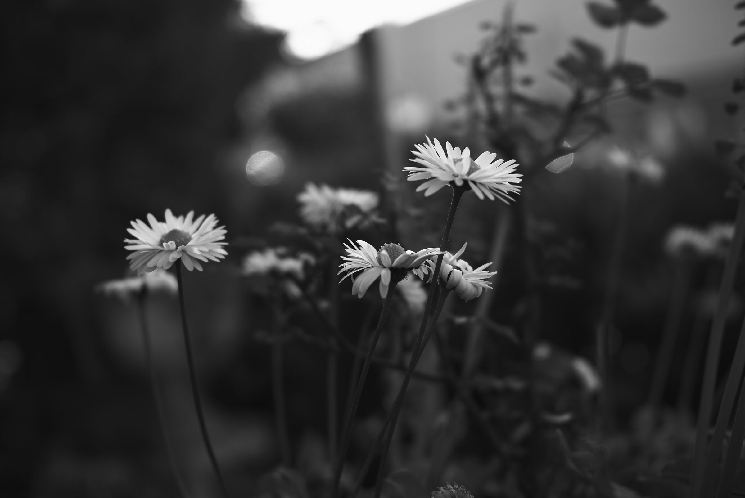Le margherite sono belle anche bianche e nere