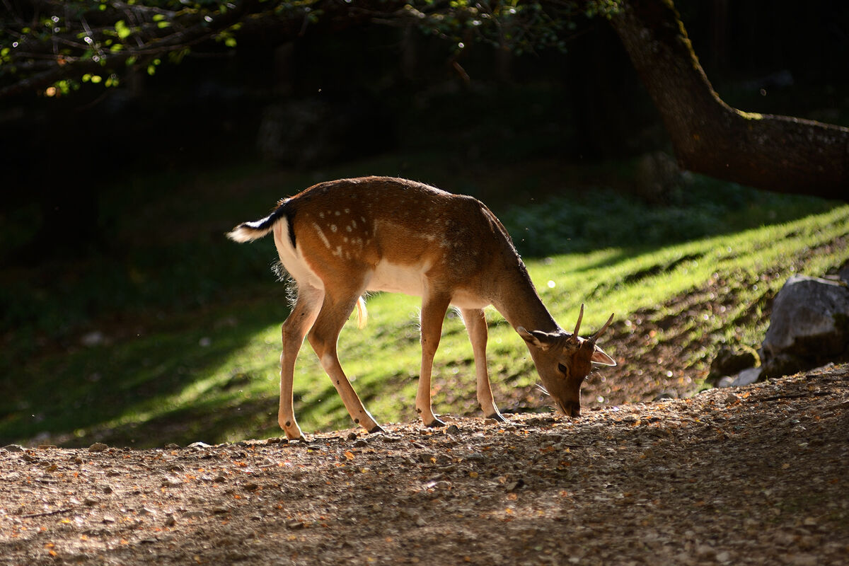 Daino - Abruzzo 20190928