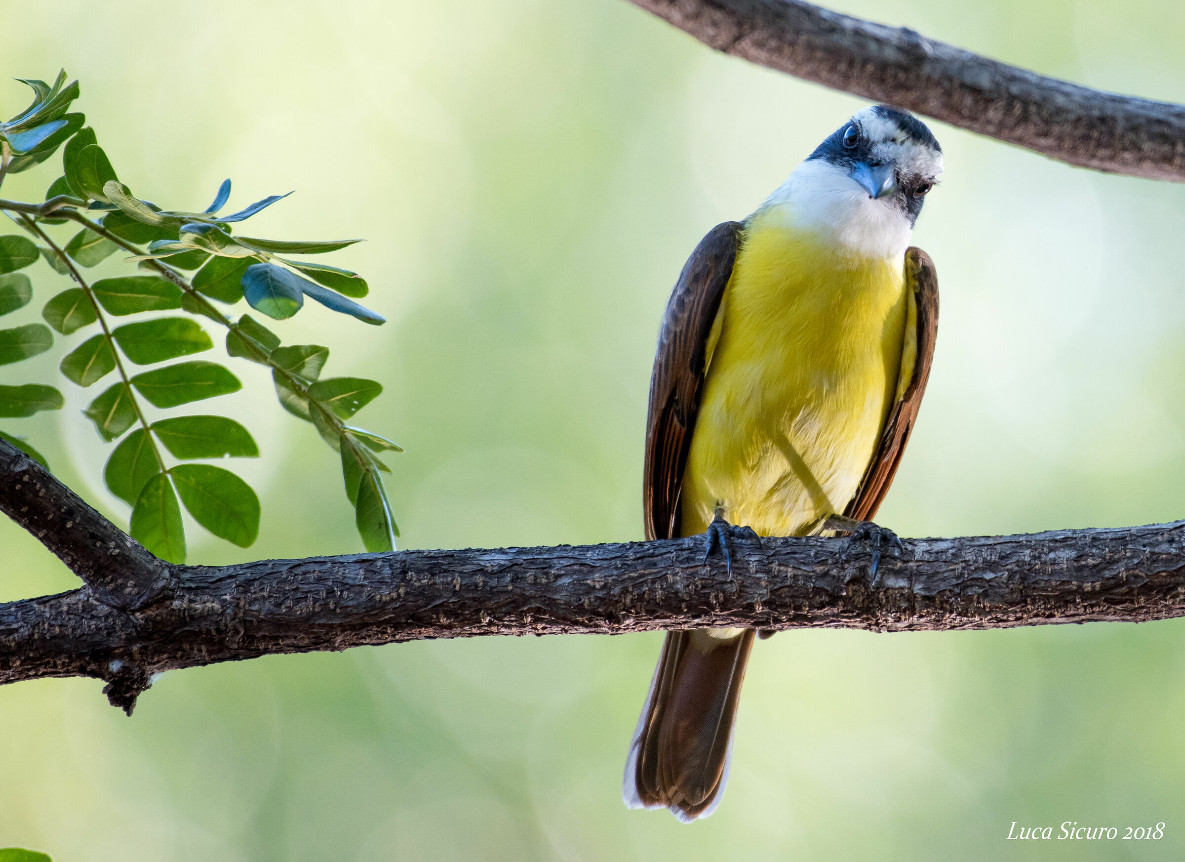 Pitangus Sulphuratus