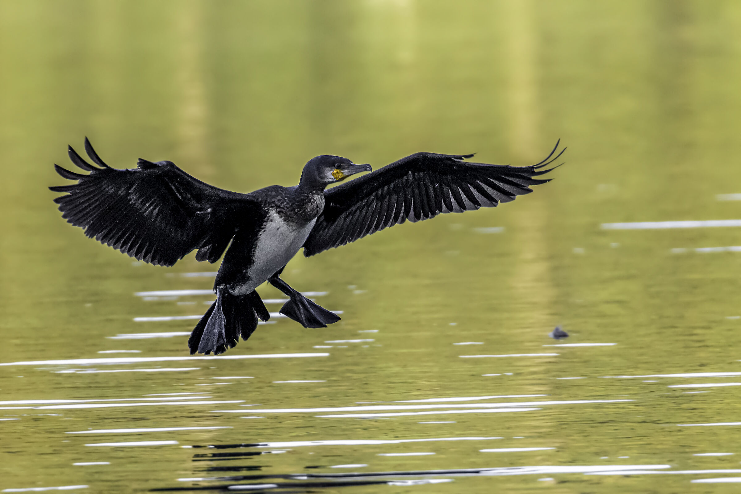 Grande cormorano (Phalacrocorax carbo)