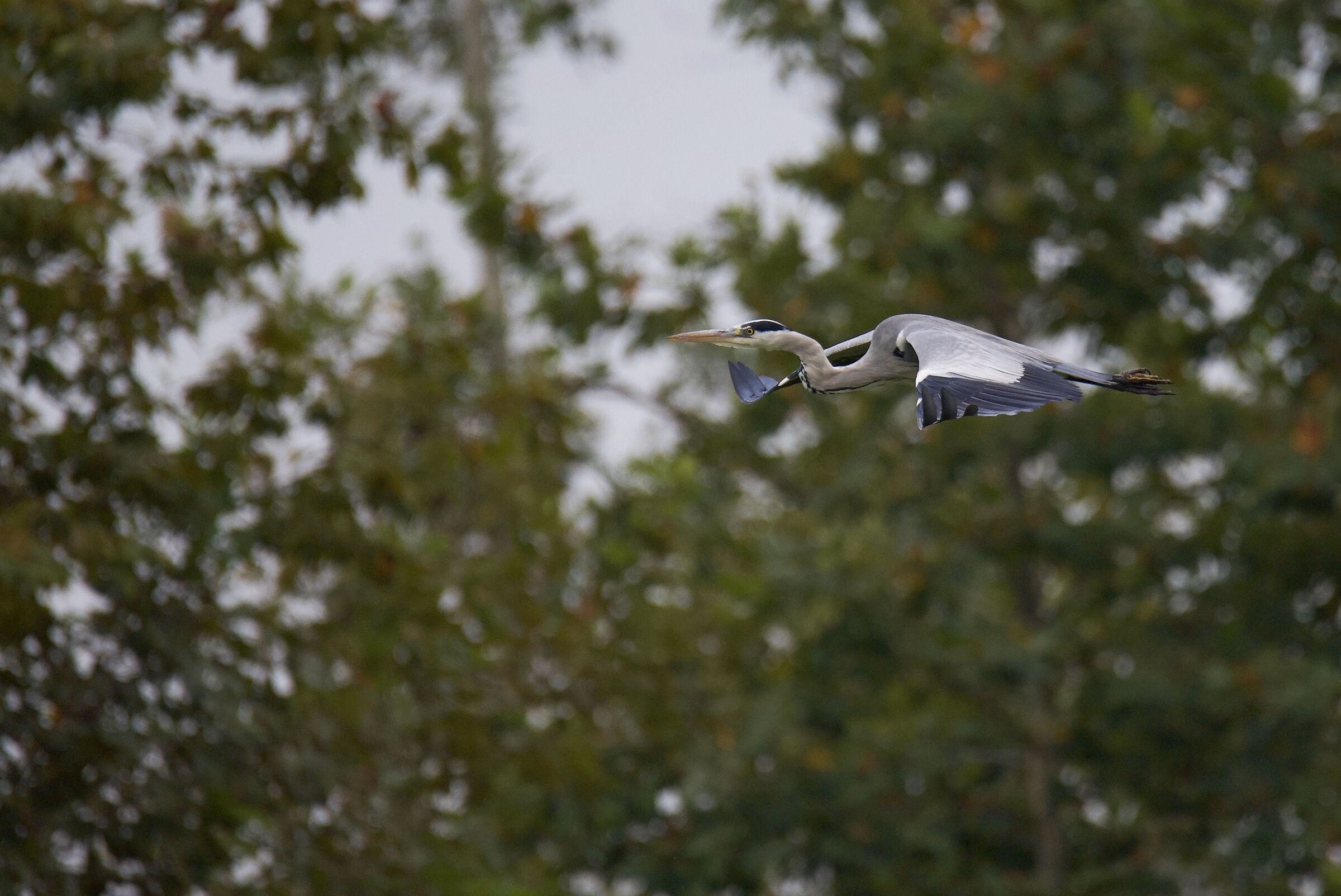 Ash heron in flight