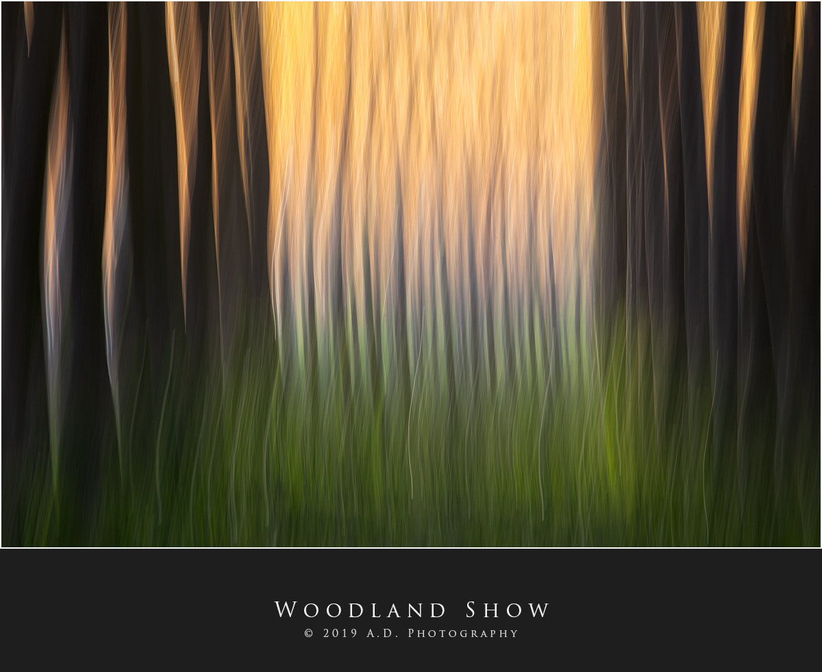 Woodland Show