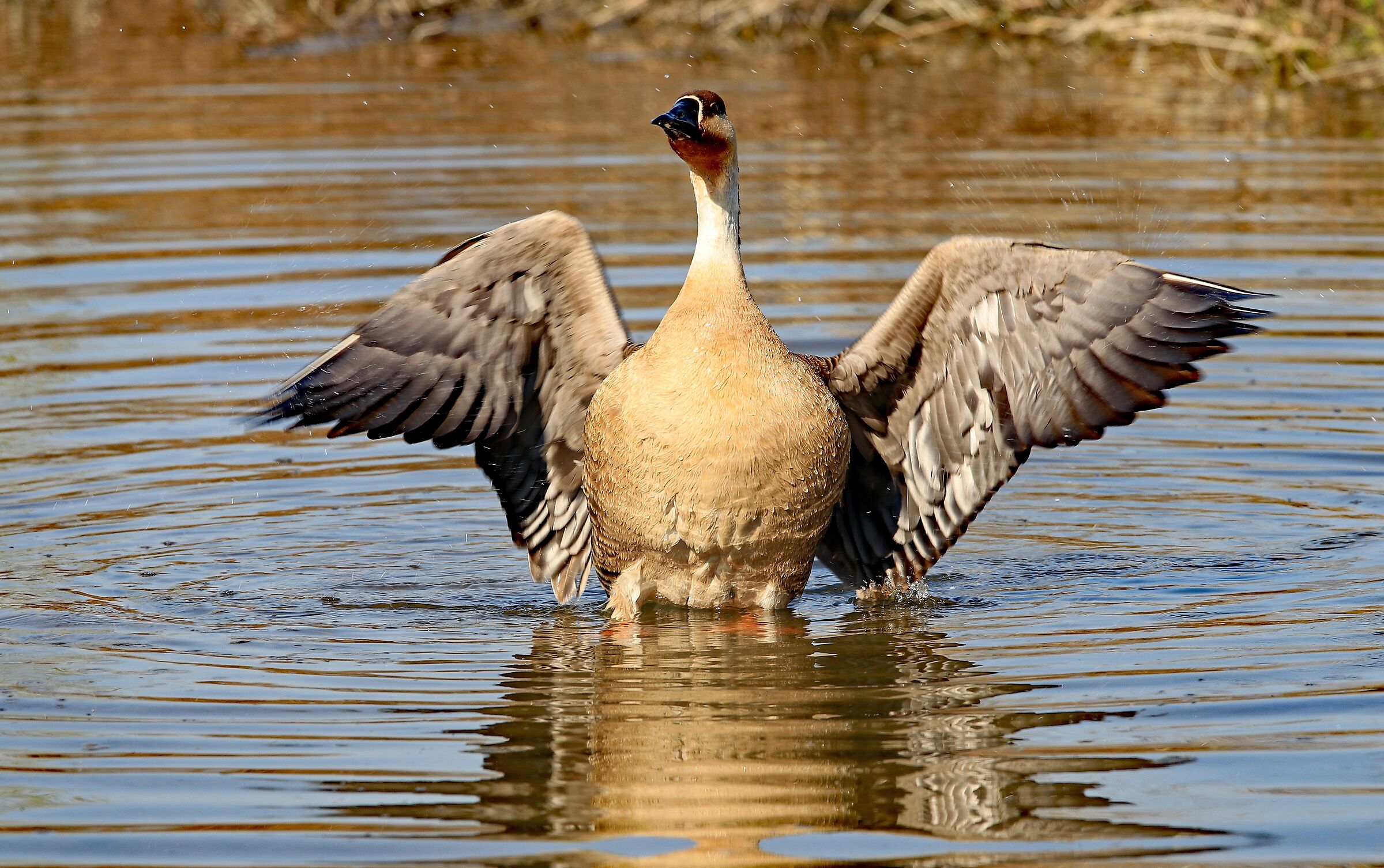 Oca cignoide al bagno