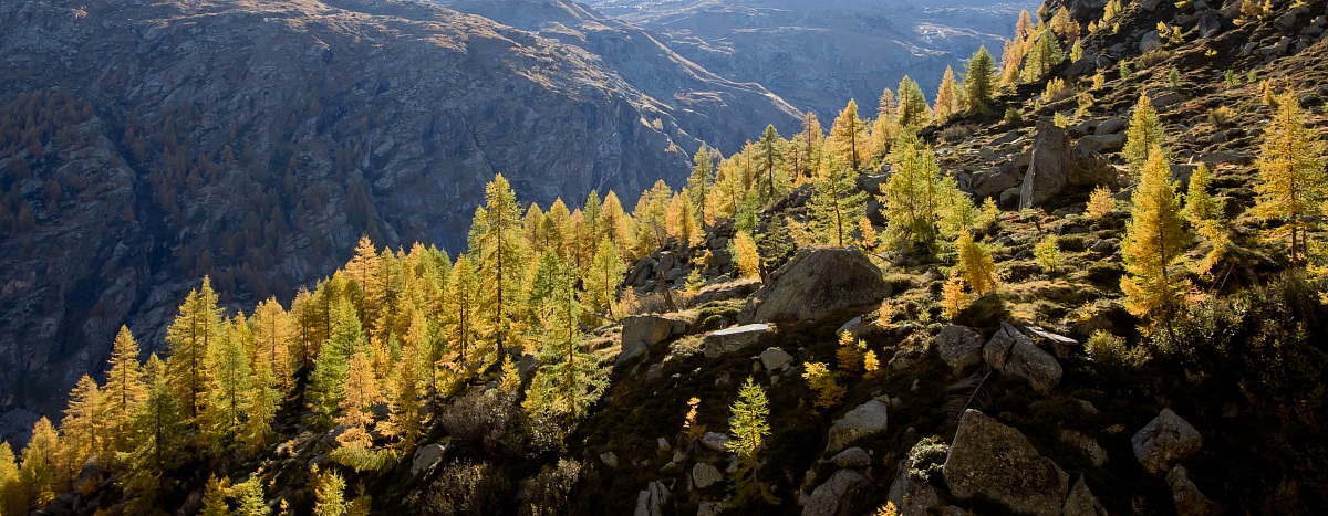 larici in Valsavarenche