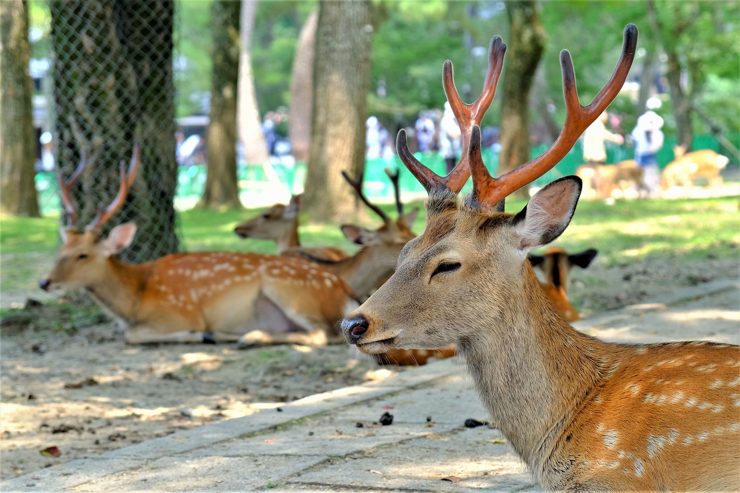 Nara Deer