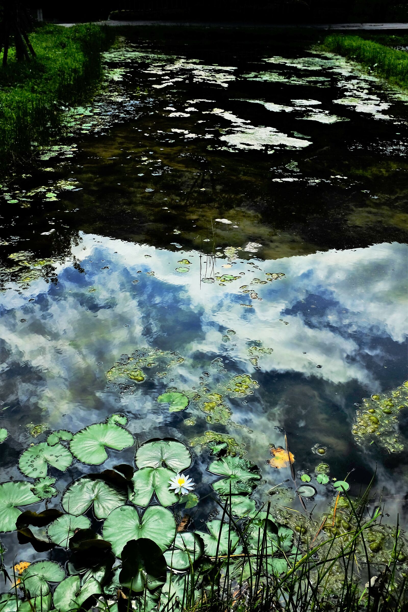 The sky in a pond