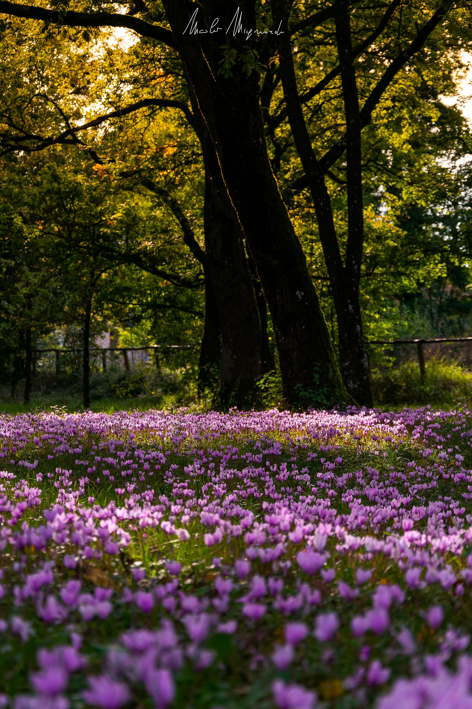 Poesia d'autunno - Cilamini