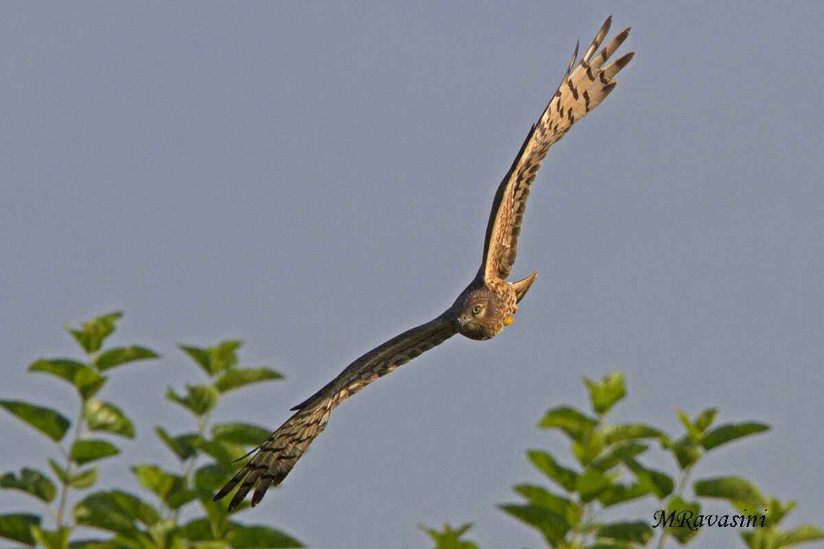 Albanella minore femmina