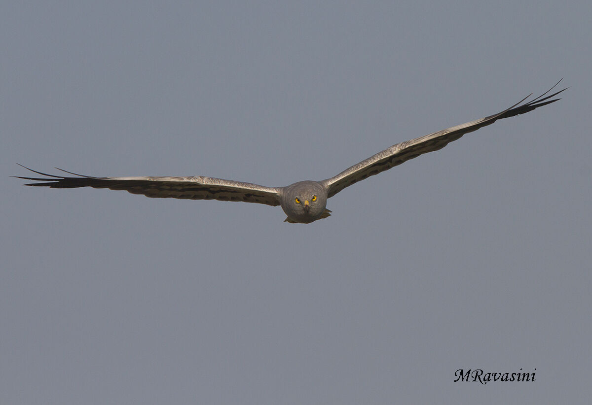 Albanella minore maschio