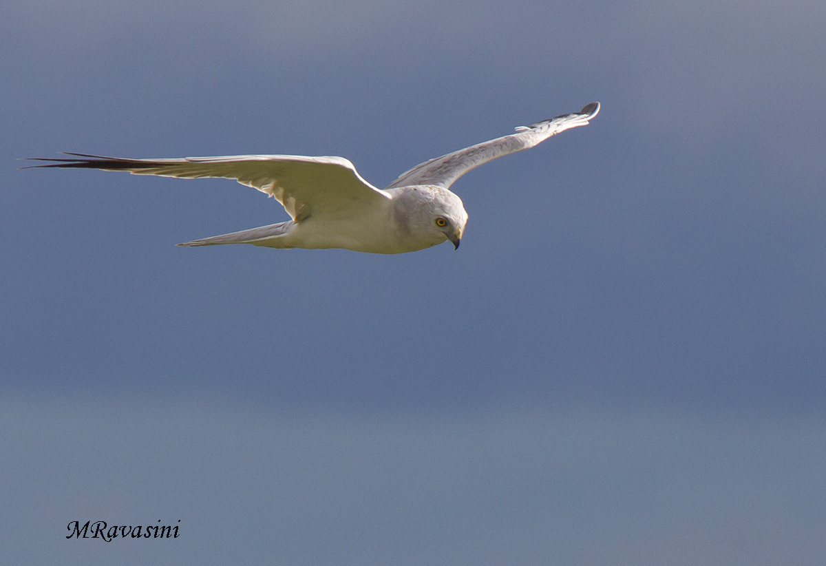 Albanella pallida maschio adulto
