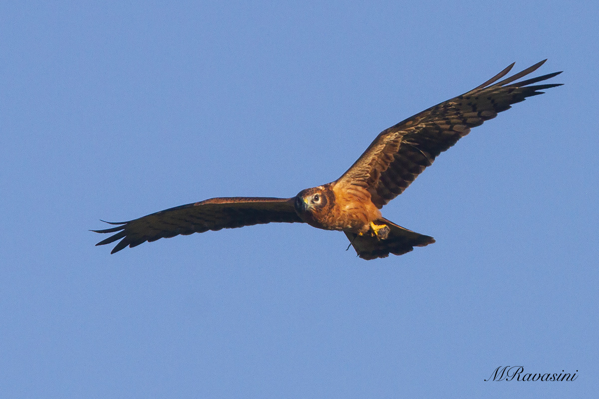 Albanella minore juveniles