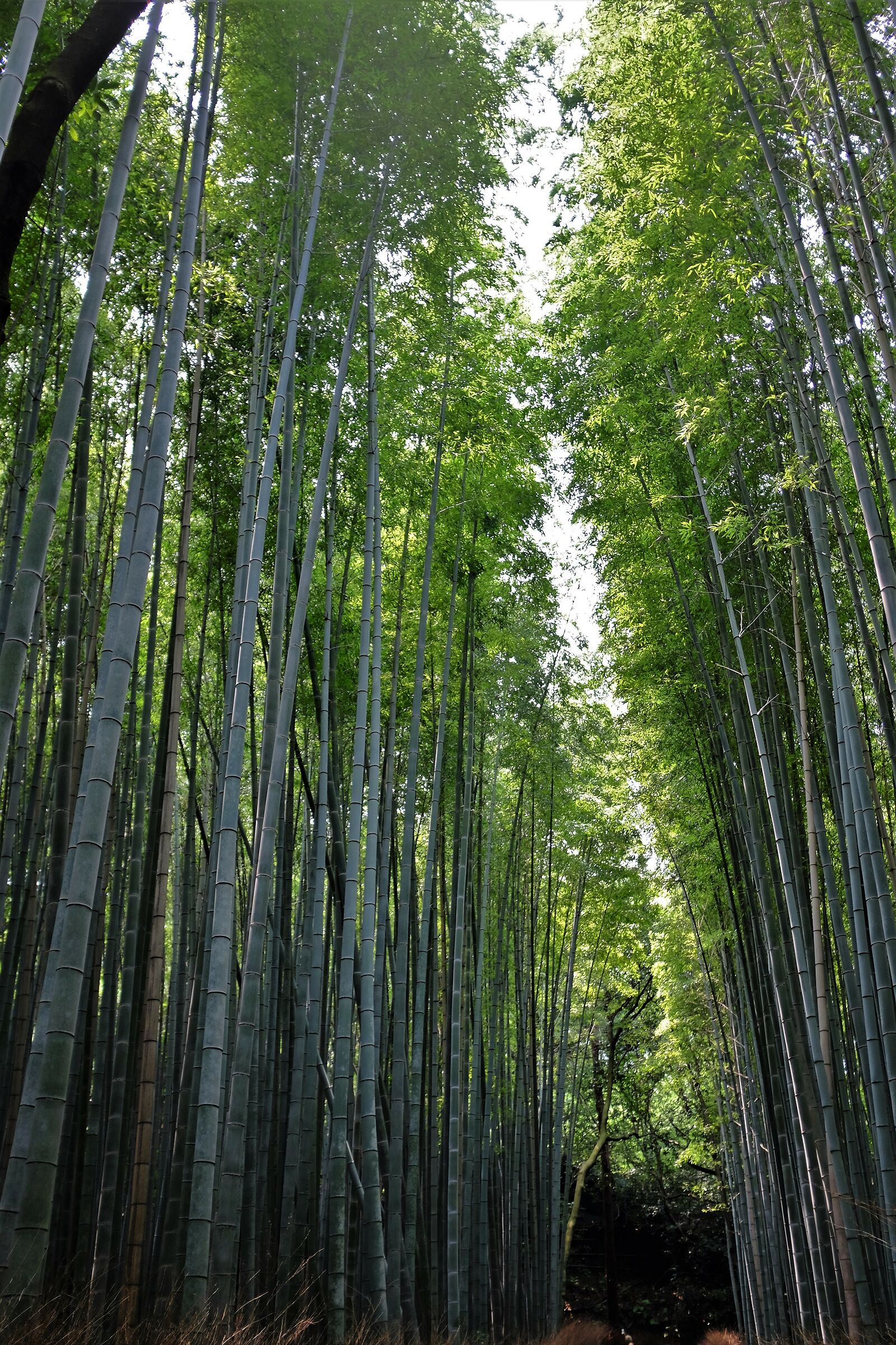 Kyoto - Bamboo Forest