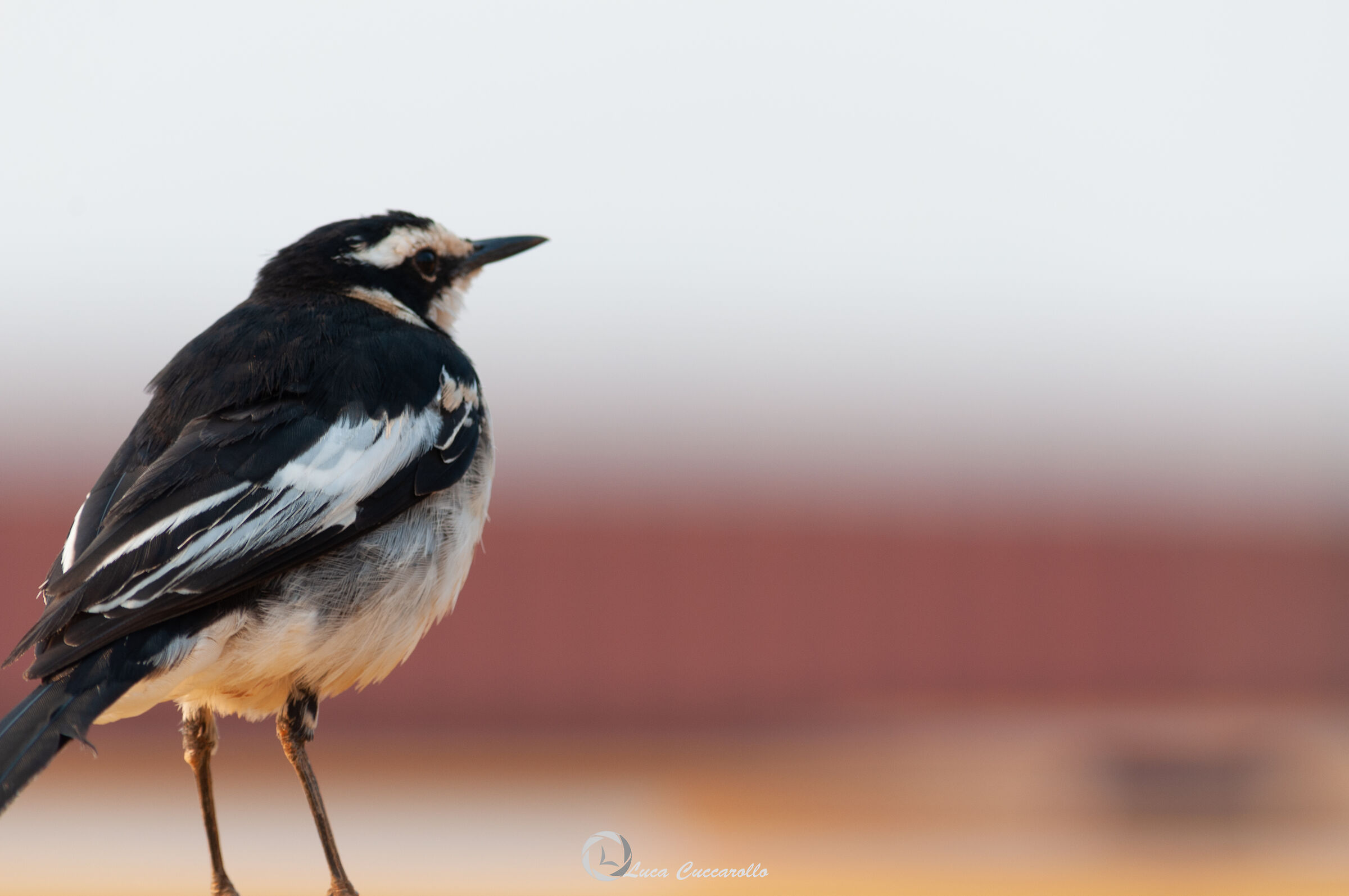 Ballerina nera Africana