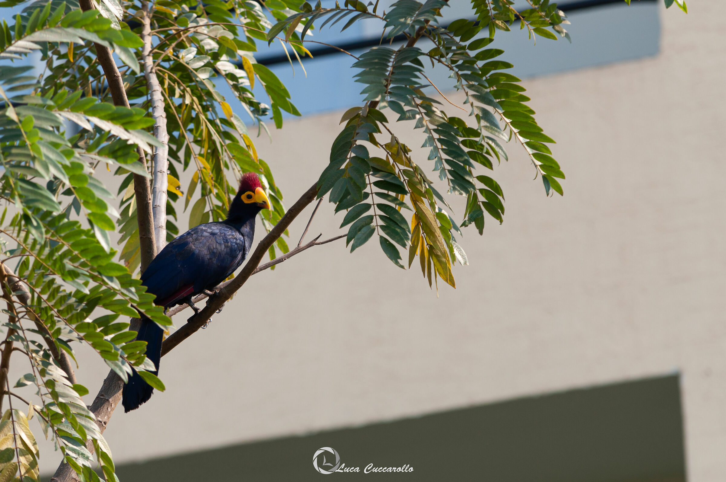 Ross Turaco