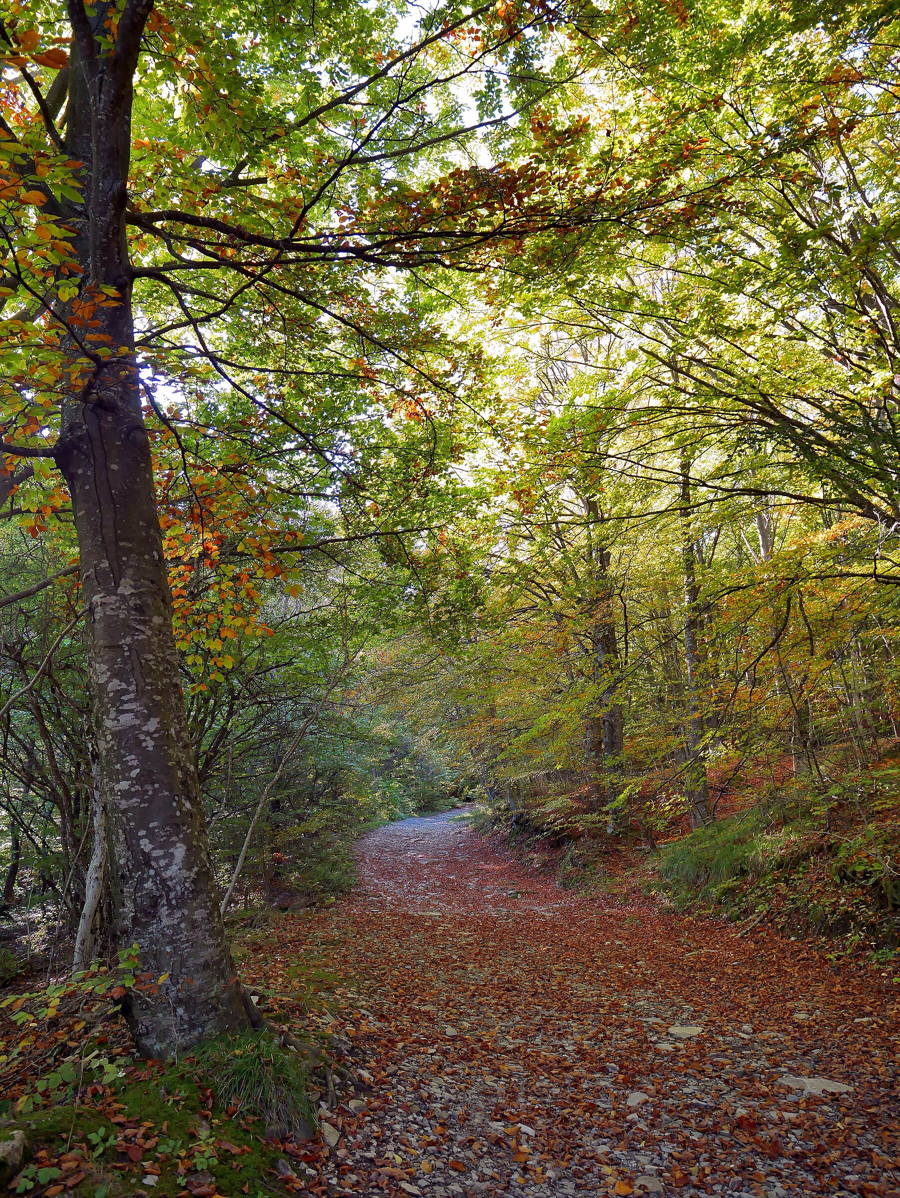 Bosco di faggi ai primi colori d'autunno
