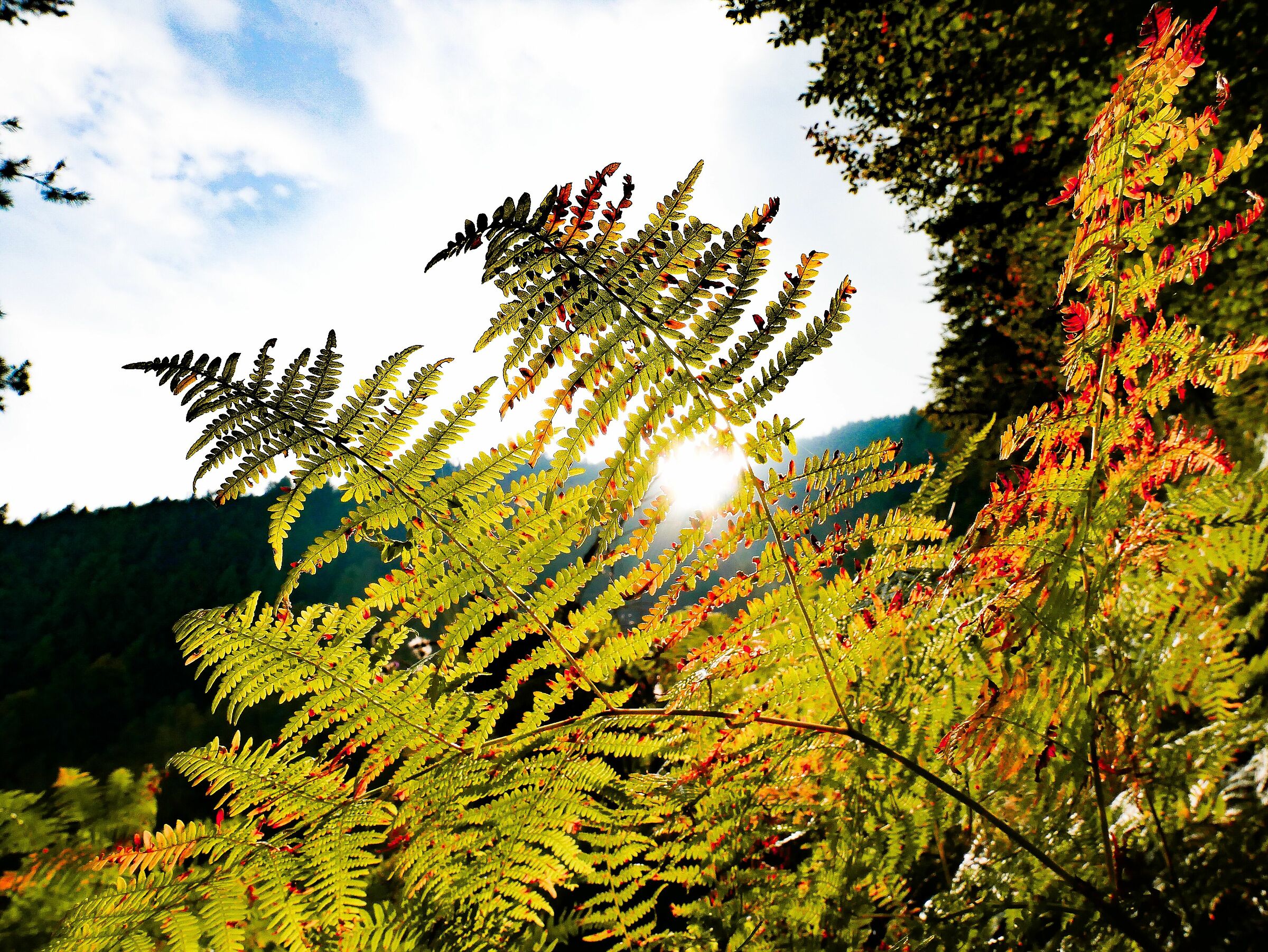 The Last Ray of Sunshine