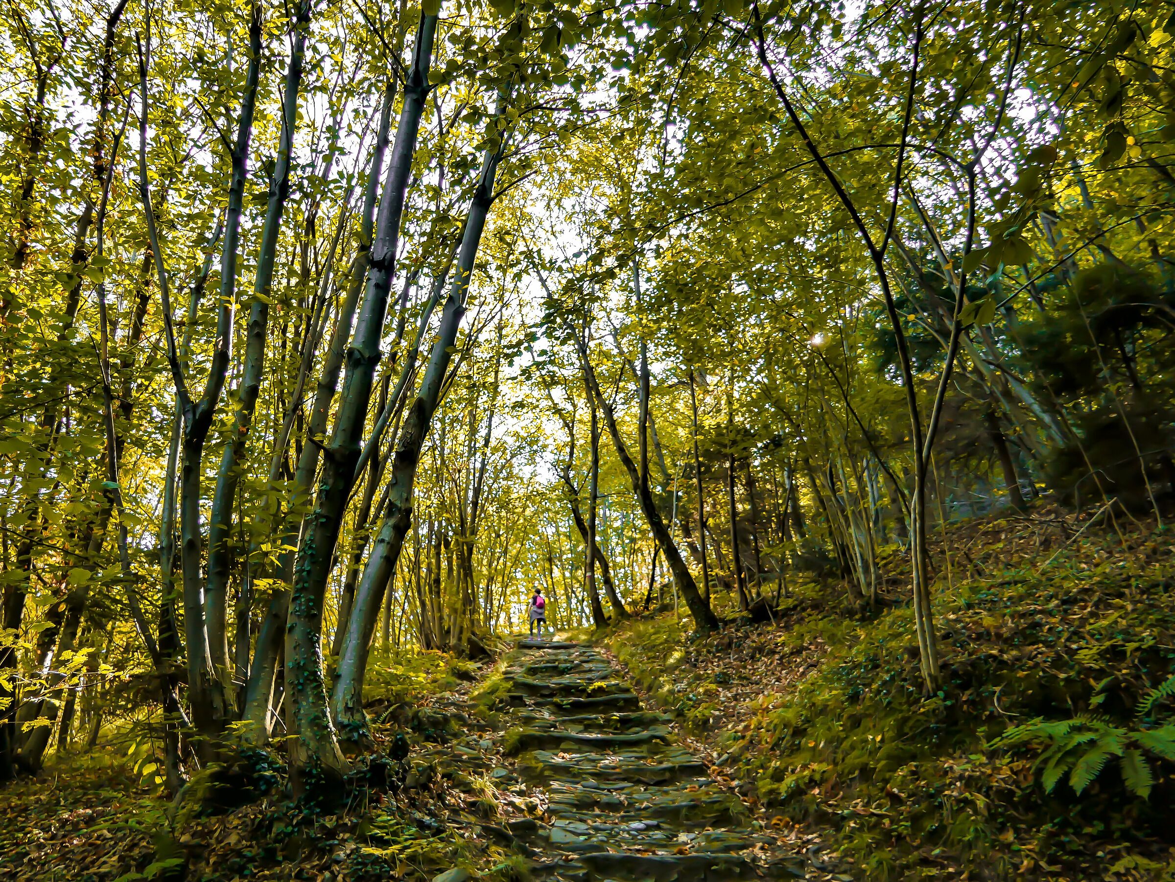 The staircase in the woods