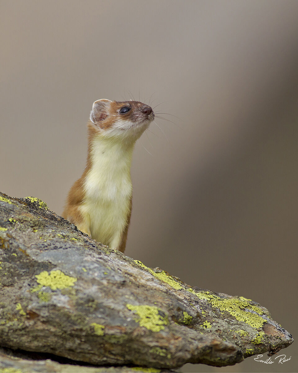 Ermellino in muta autunnale